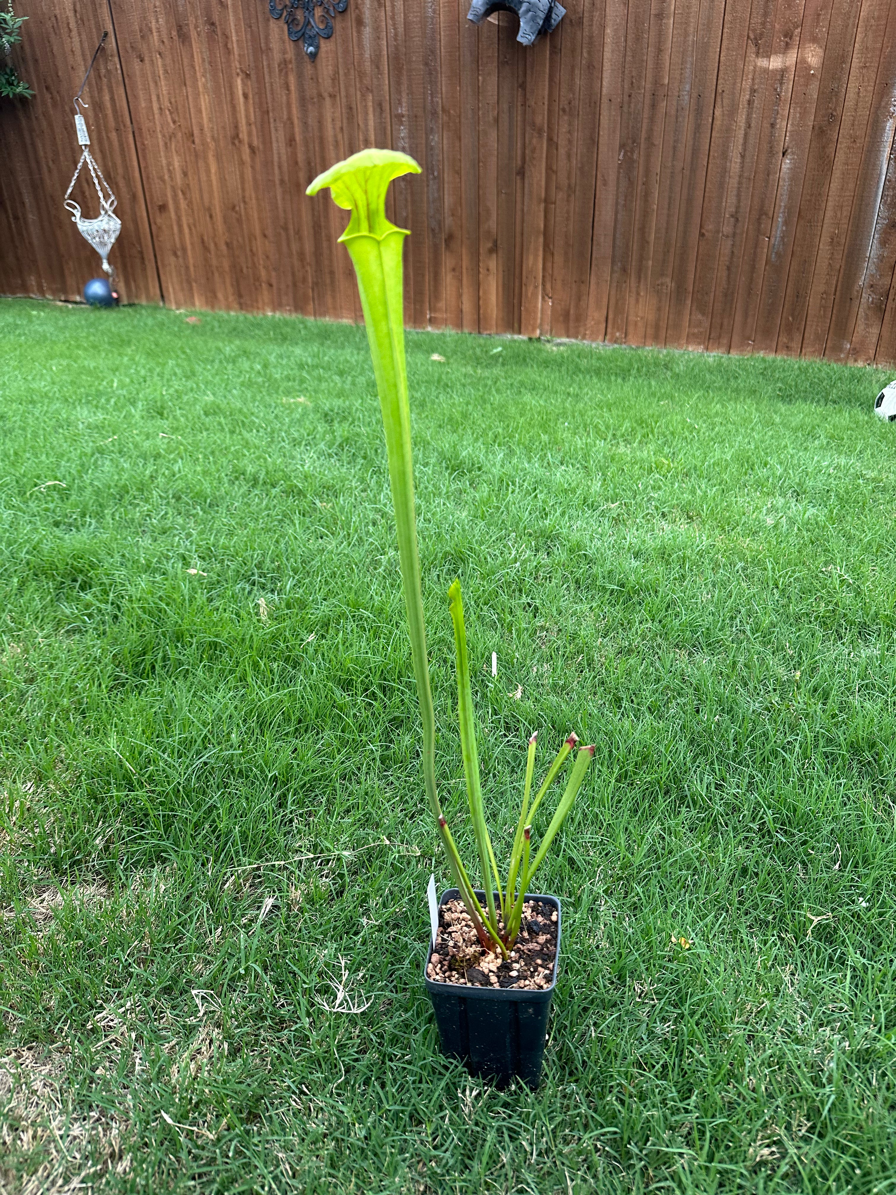 Sarracenia flava var. flava (Berkley Co., SC, USA)