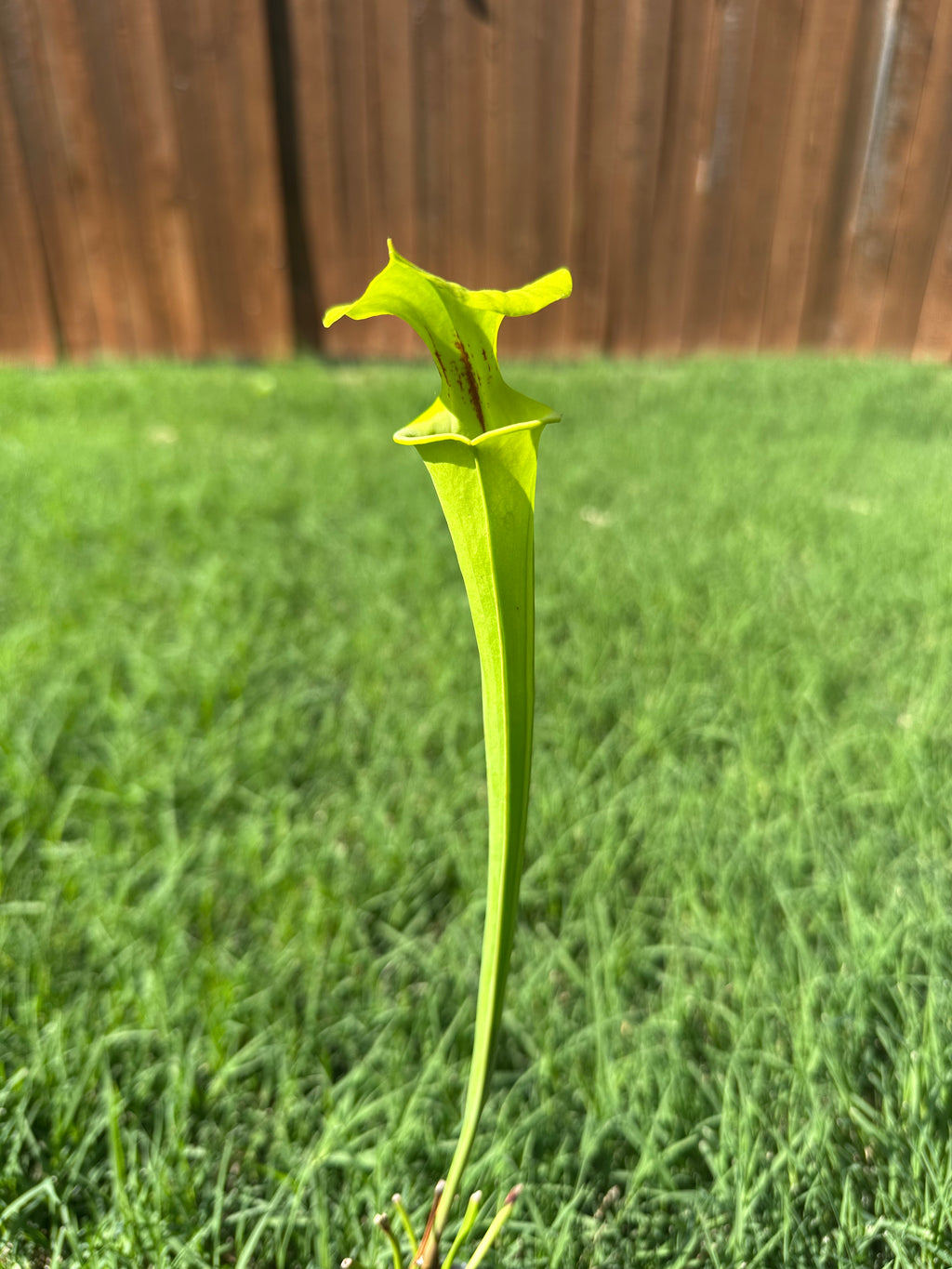 Sarracenia flava var. rugelii x alata