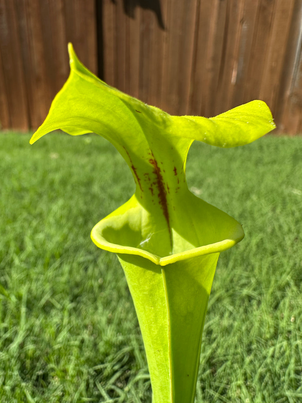 Sarracenia flava var. rugelii x alata