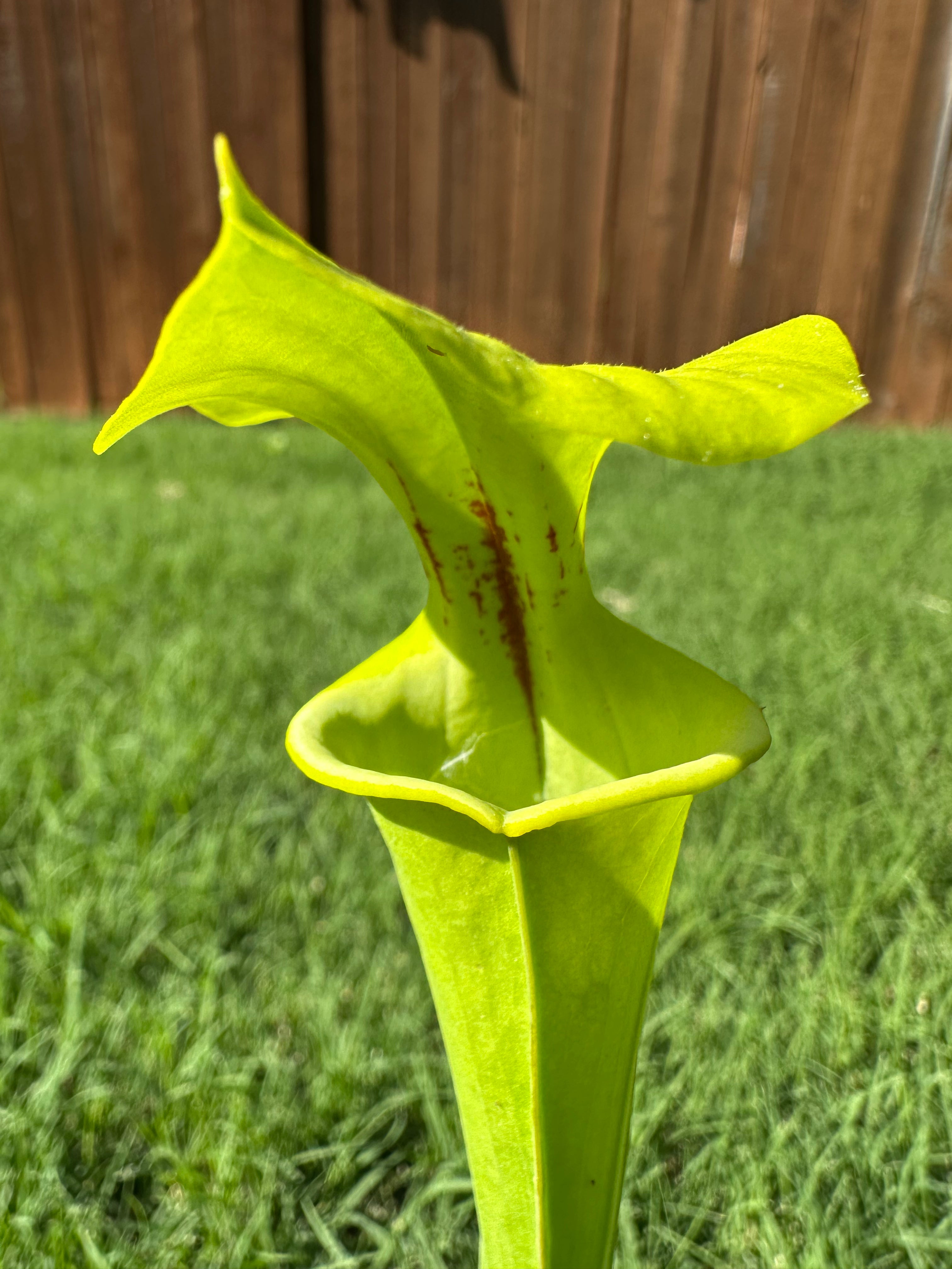 Sarracenia flava var. rugelii x alata