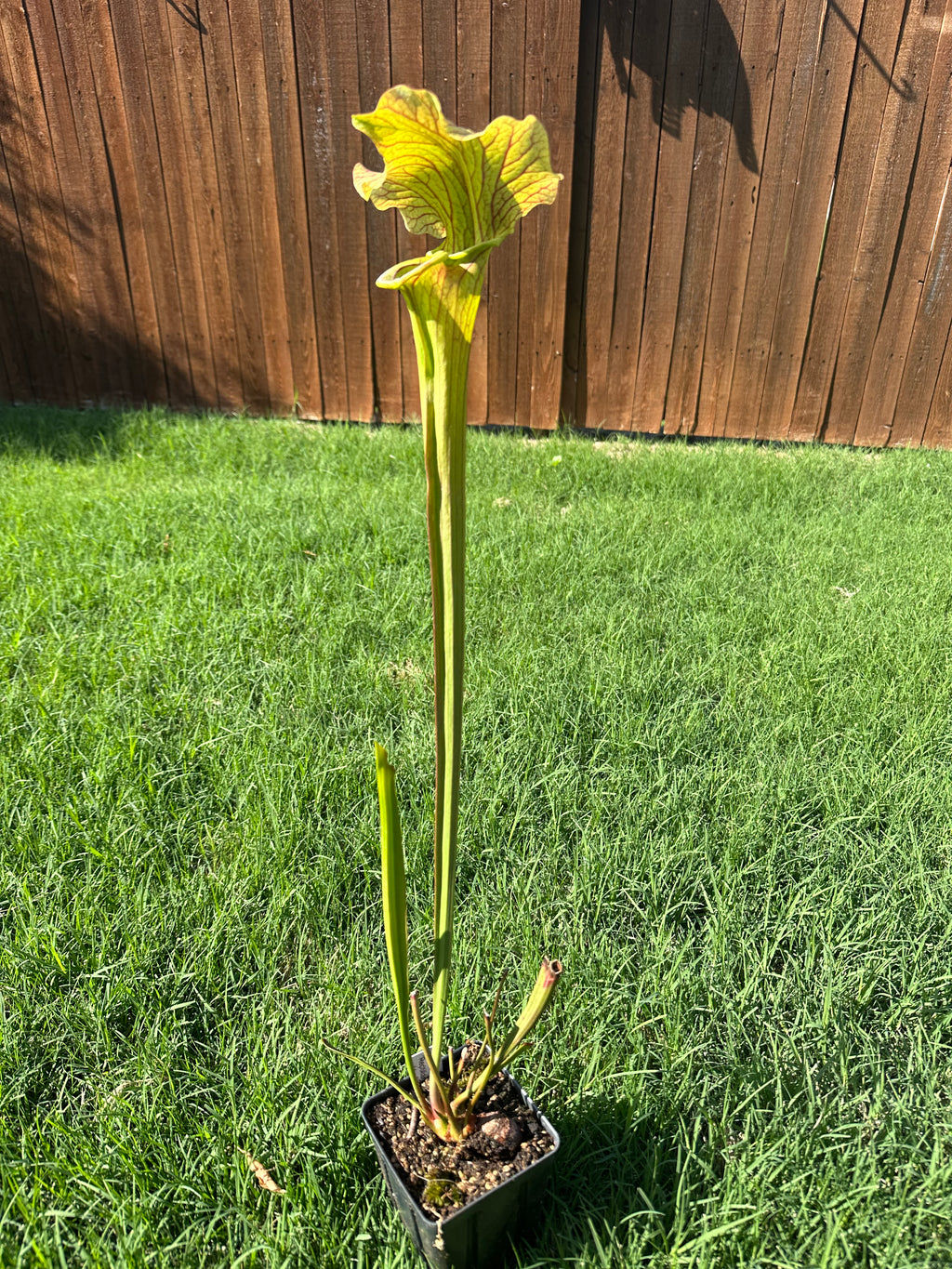 Sarracenia 'Reptillian Rose'