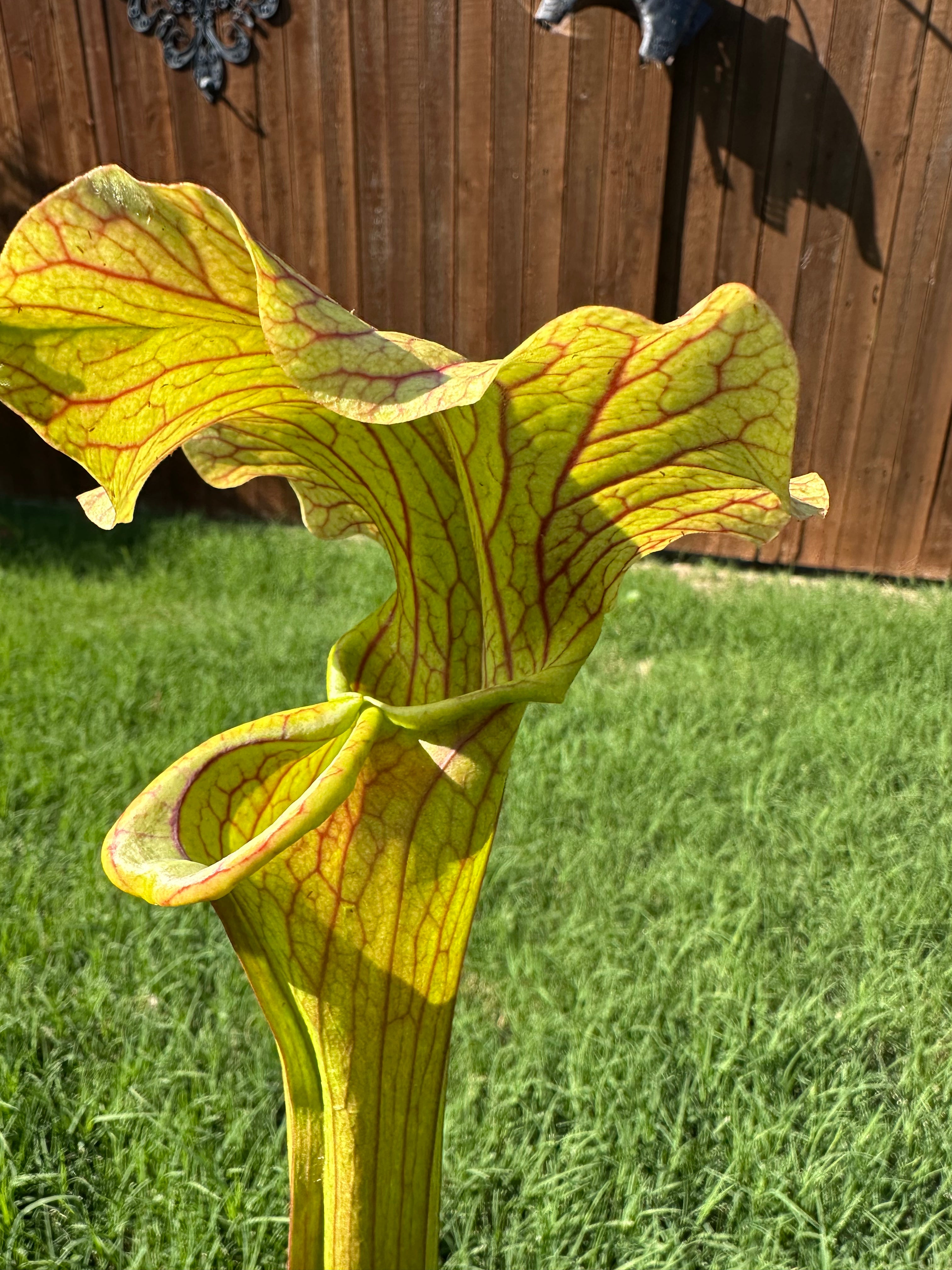 Sarracenia 'Reptillian Rose'