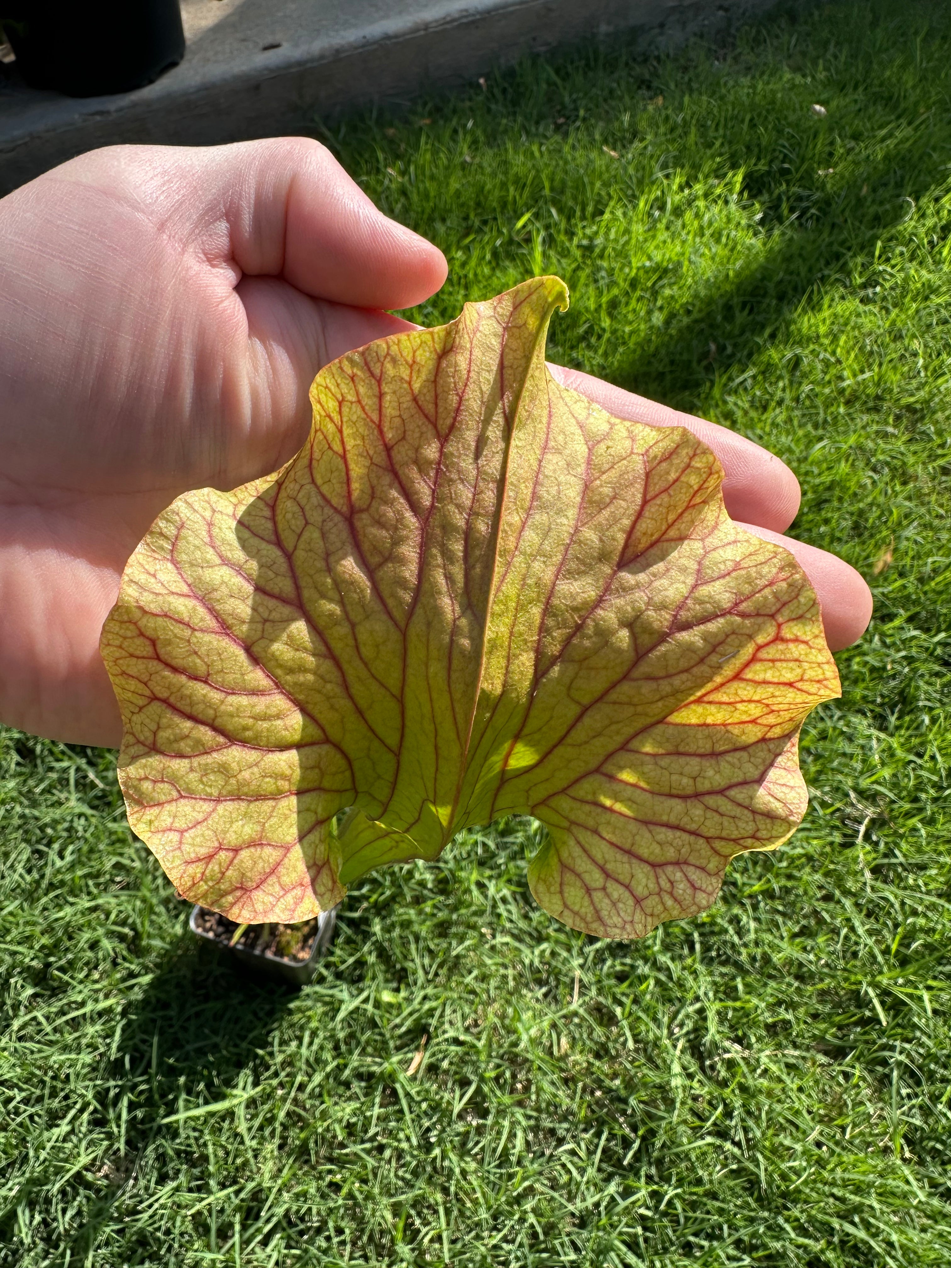Sarracenia 'Reptillian Rose'