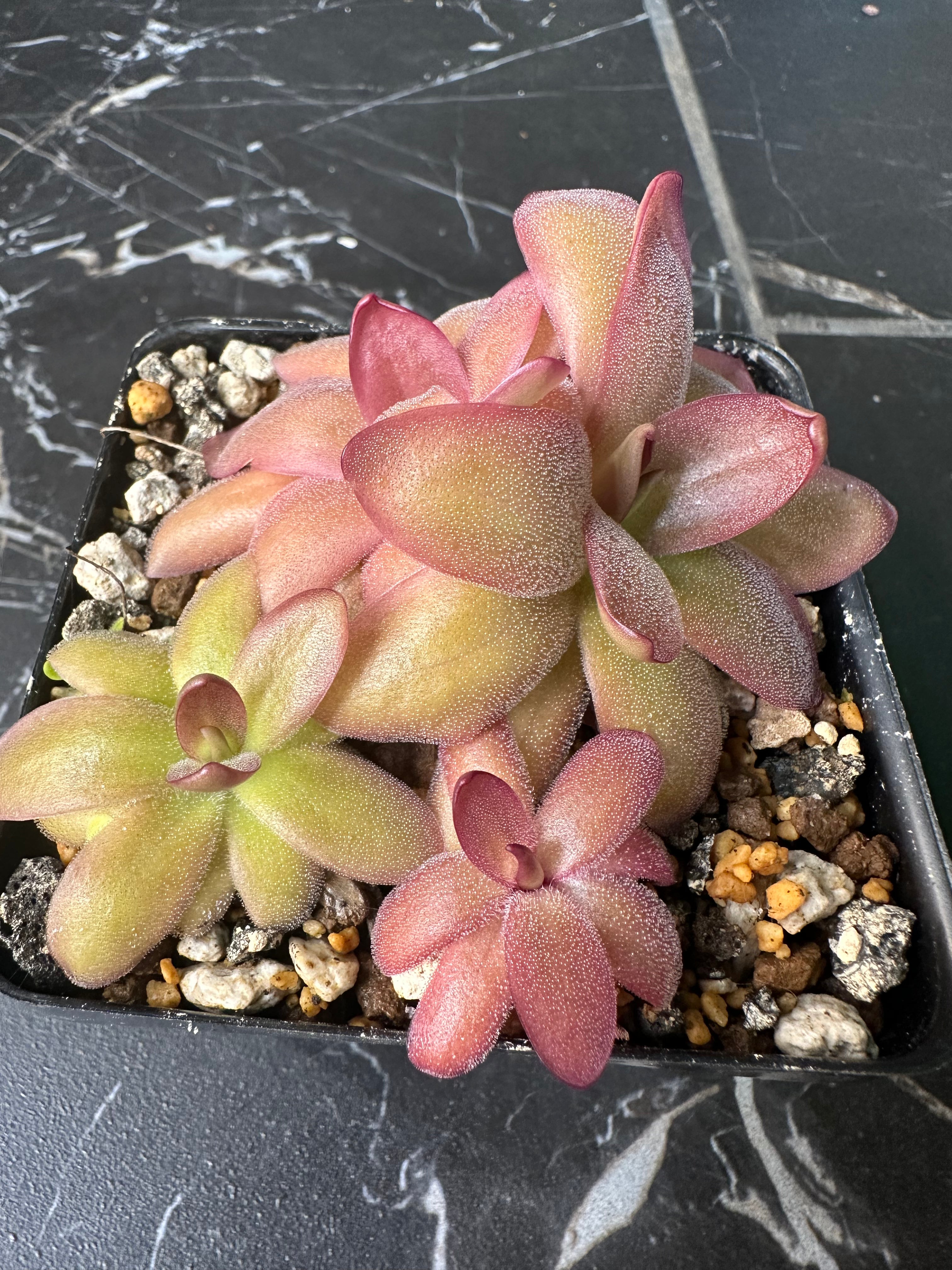 Pinguicula moranensis "var rosei"