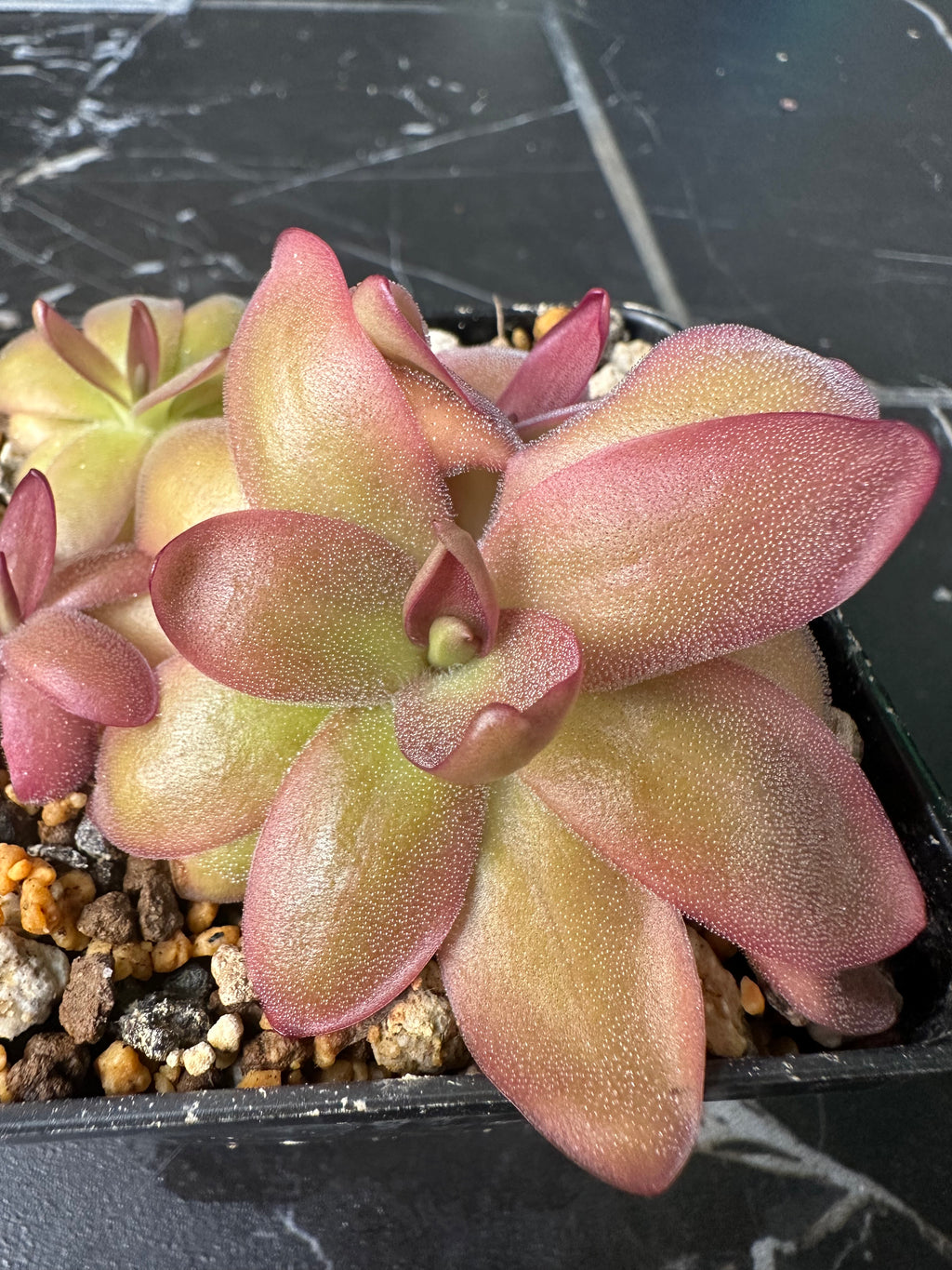 Pinguicula moranensis "var rosei"