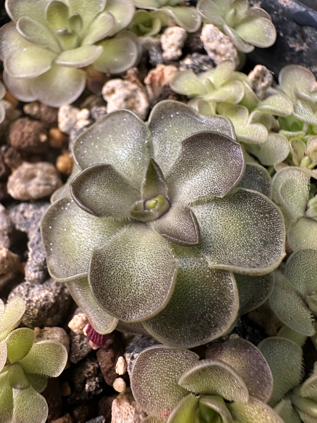 Pinguicula cyclosecta