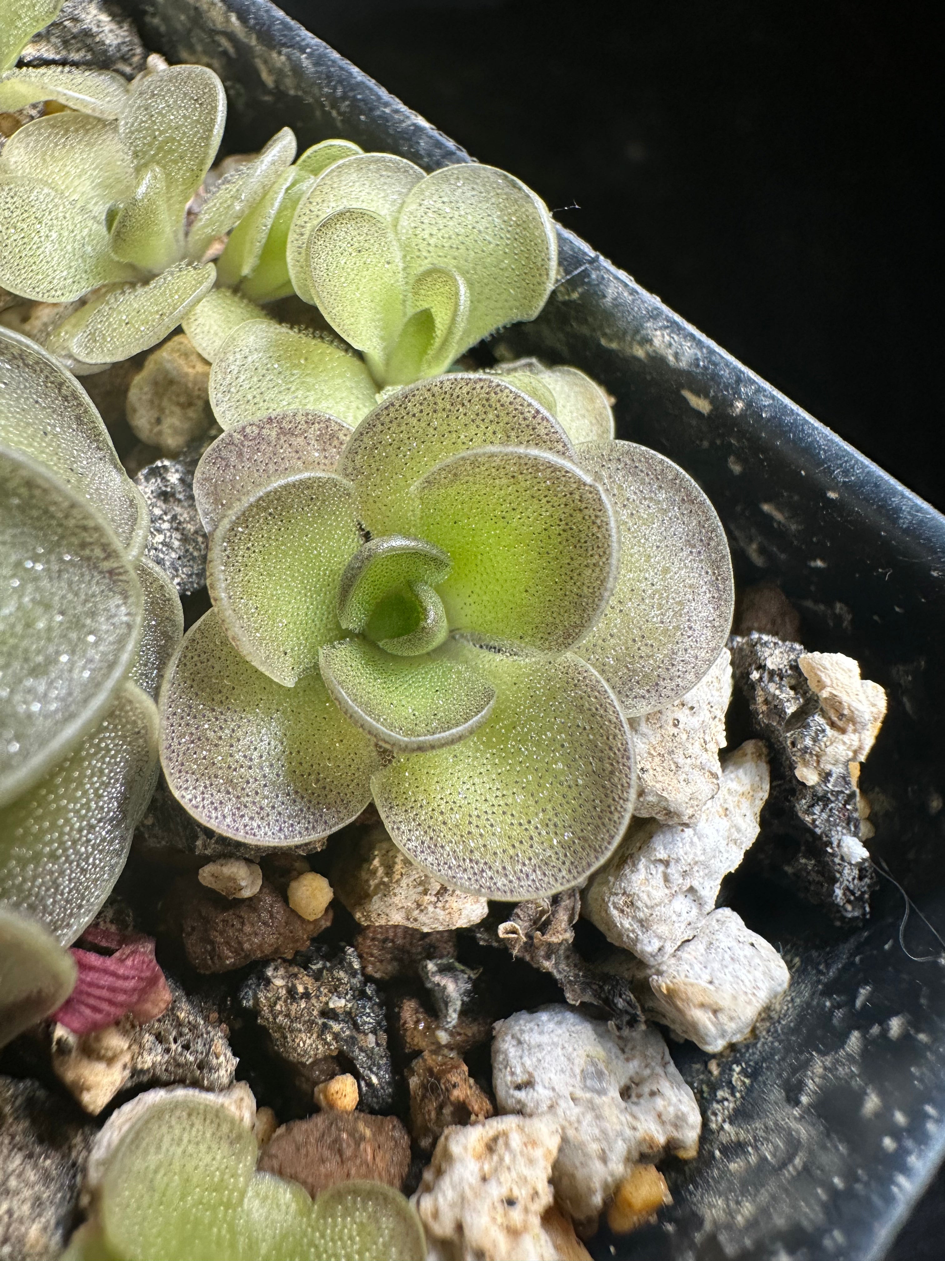 Pinguicula cyclosecta
