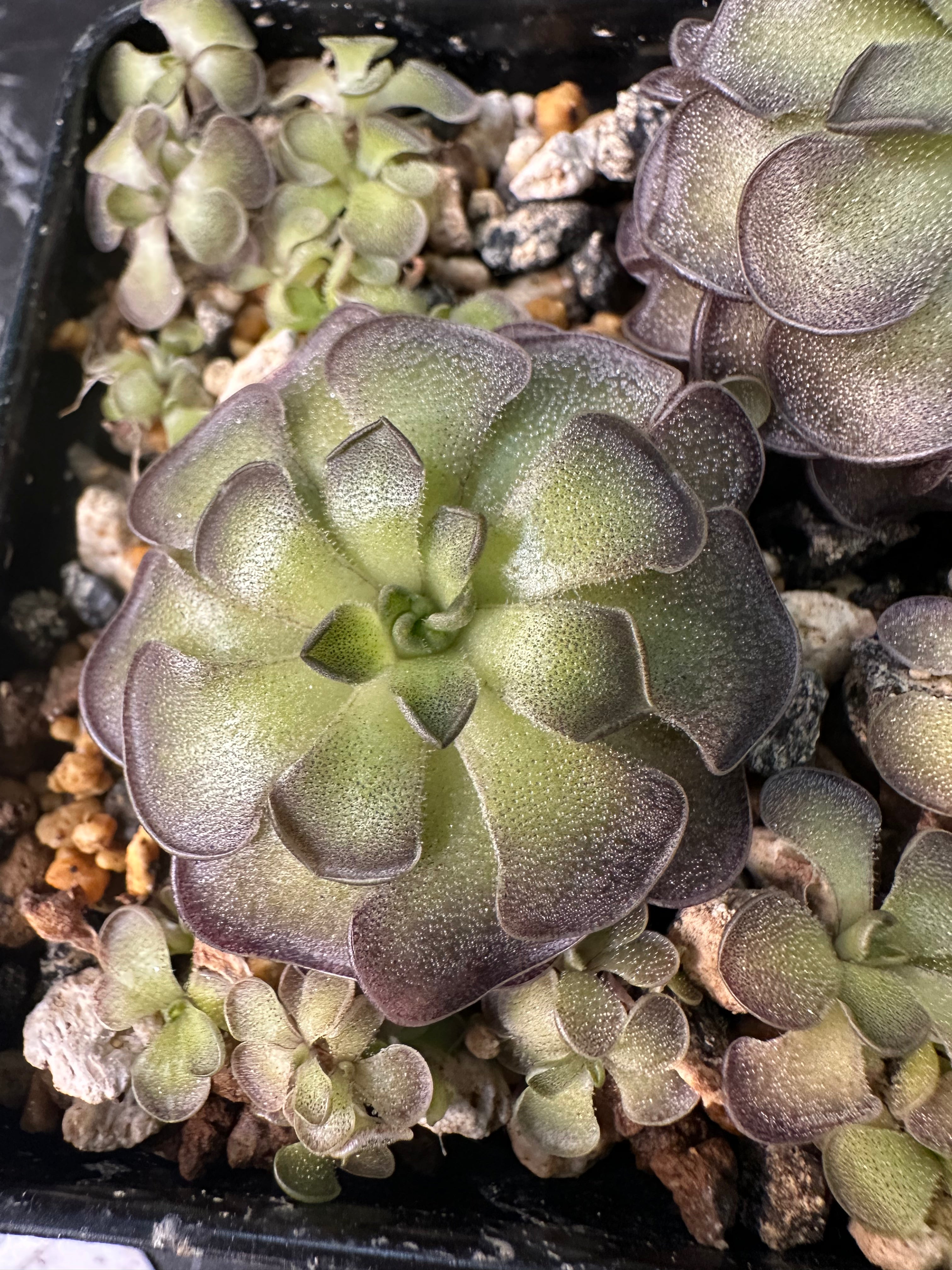 Pinguicula cyclosecta (Dulces Nombres, Nuevo León, MEX)