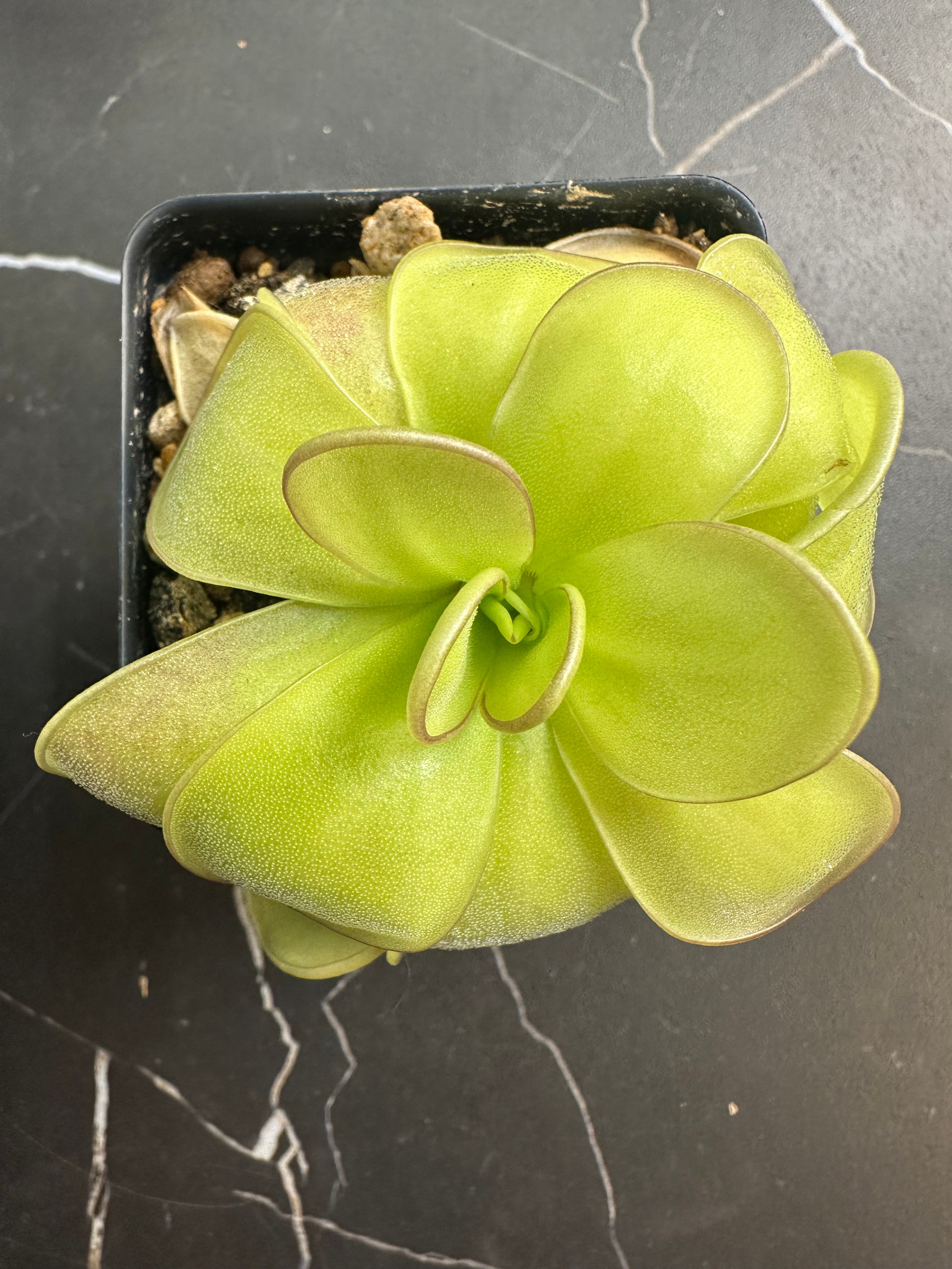 Pinguicula ibarrae (Tlanchinol, MEX)