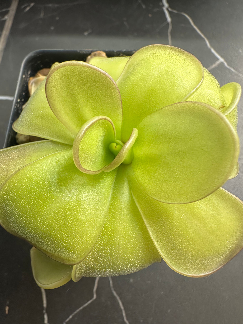 Pinguicula ibarrae (Tlanchinol, MEX)