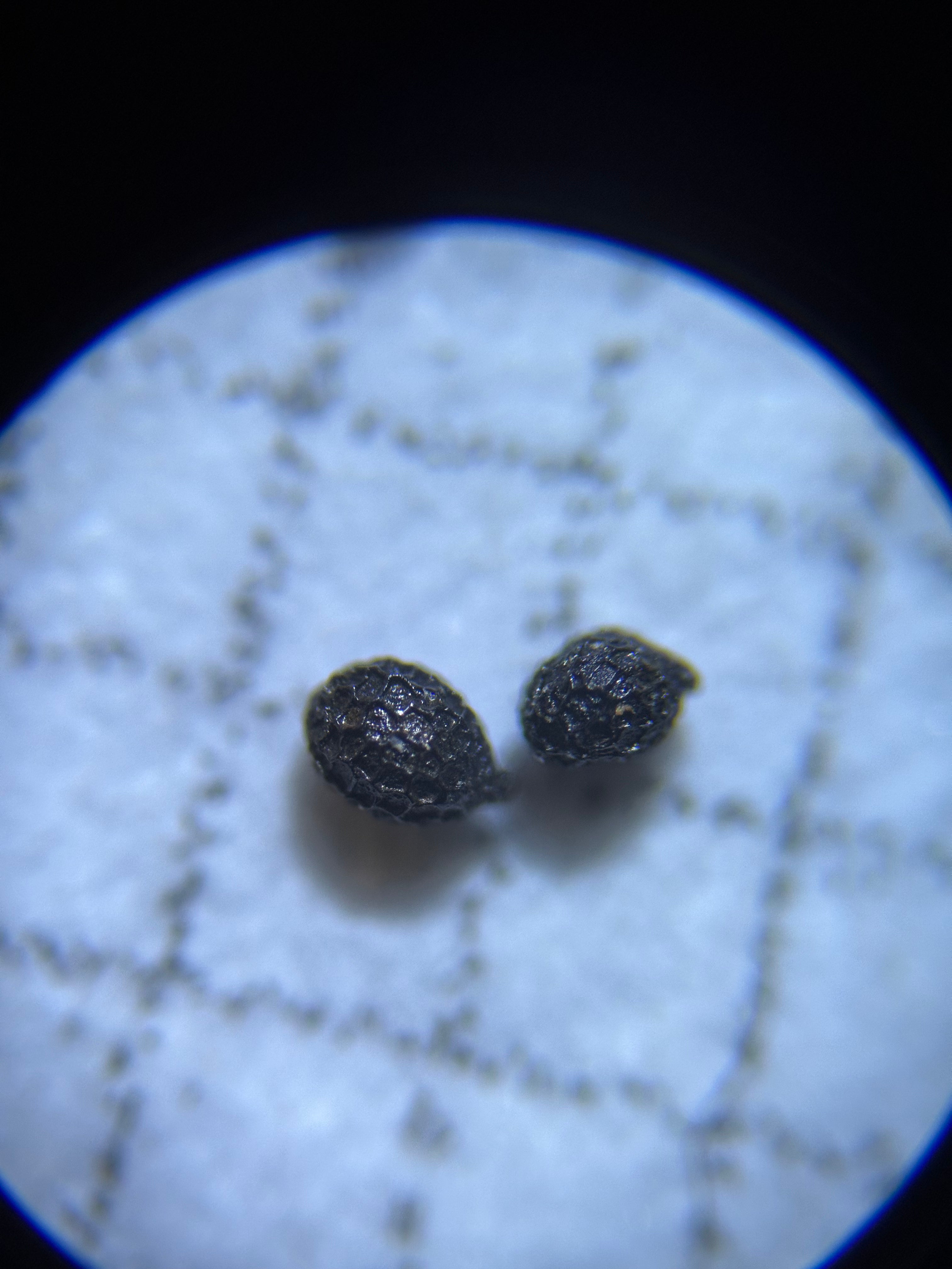 Drosera prolifera seeds 10+