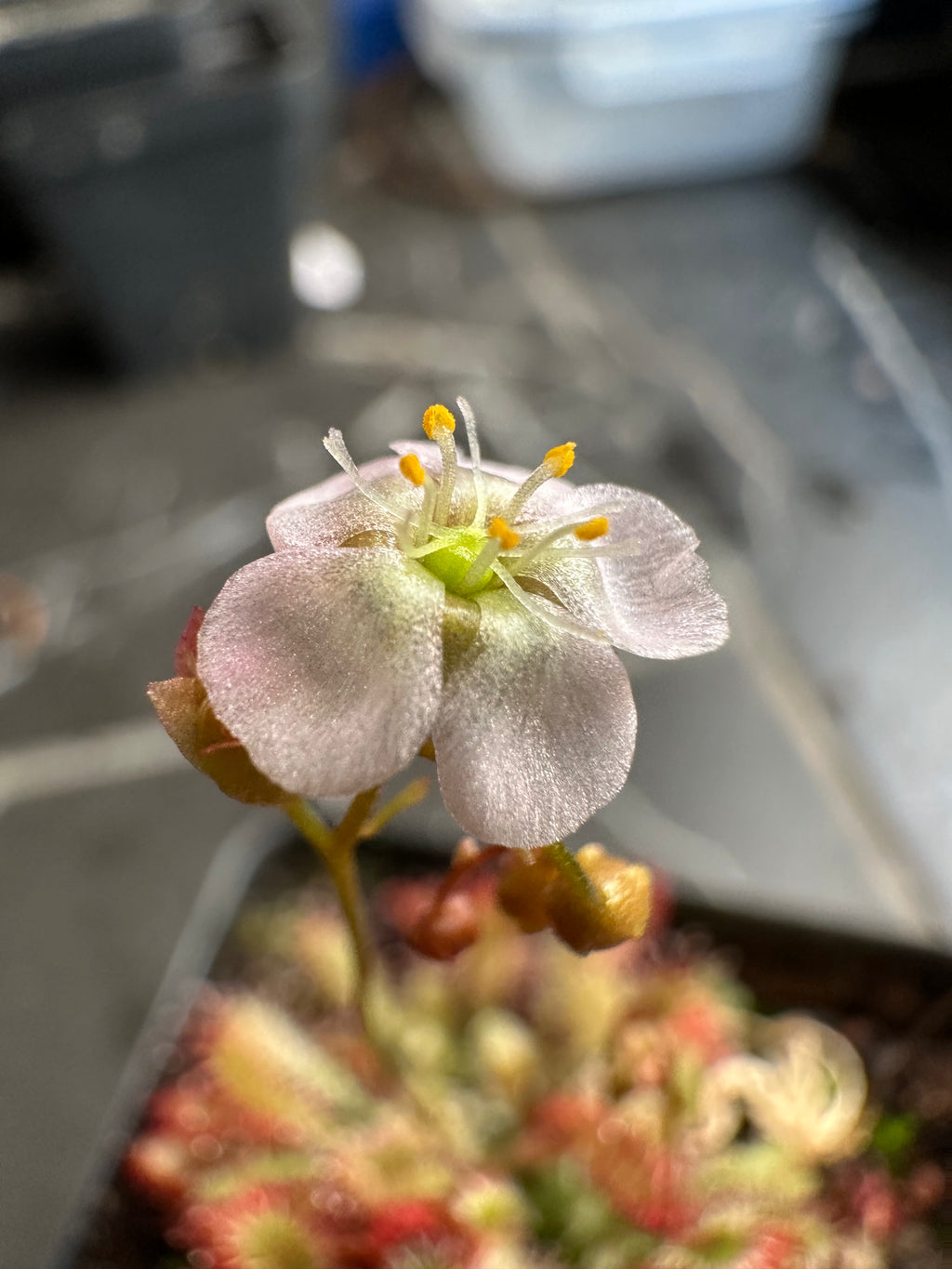 Drosera oblanceolata (Hong Kong) seeds