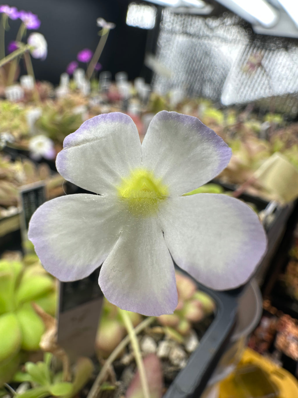 Pinguicula agnata "Red Leaf"