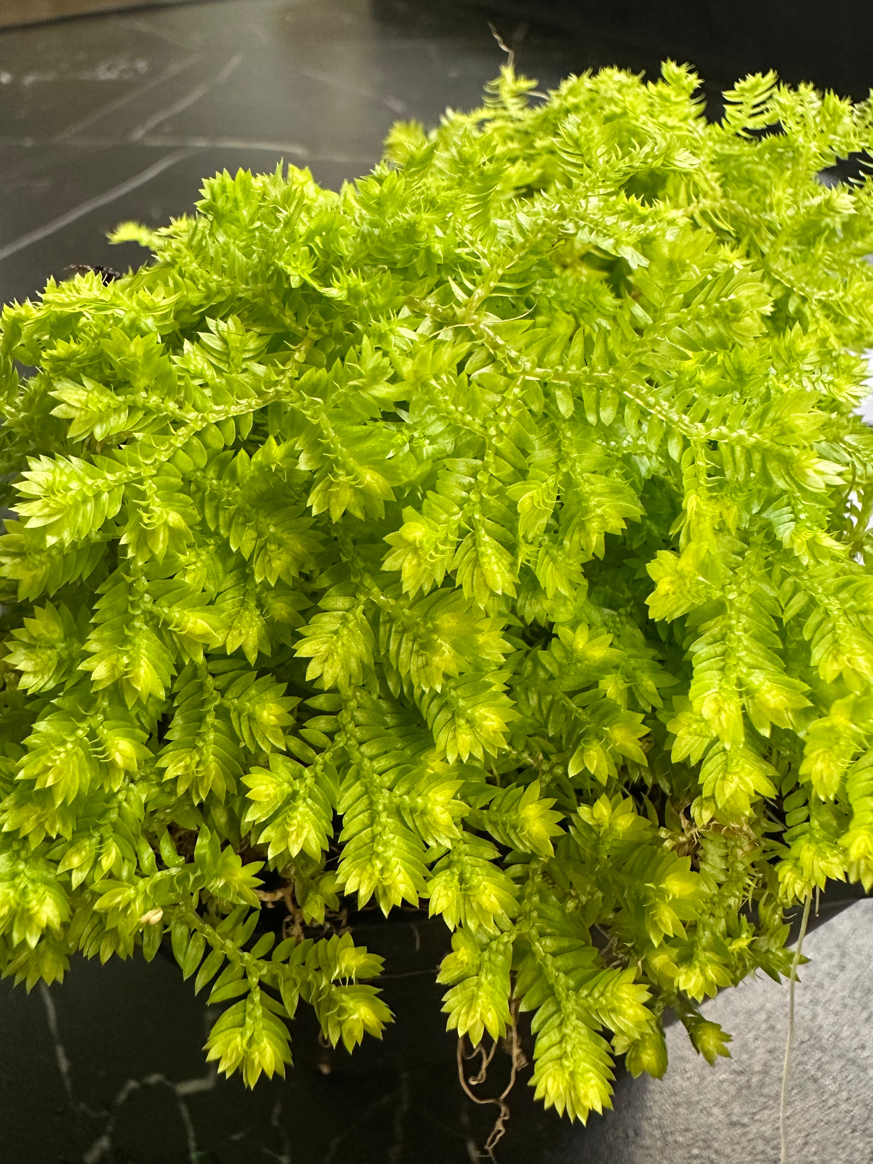 Selaginella kraussiana "Queen of Siam"