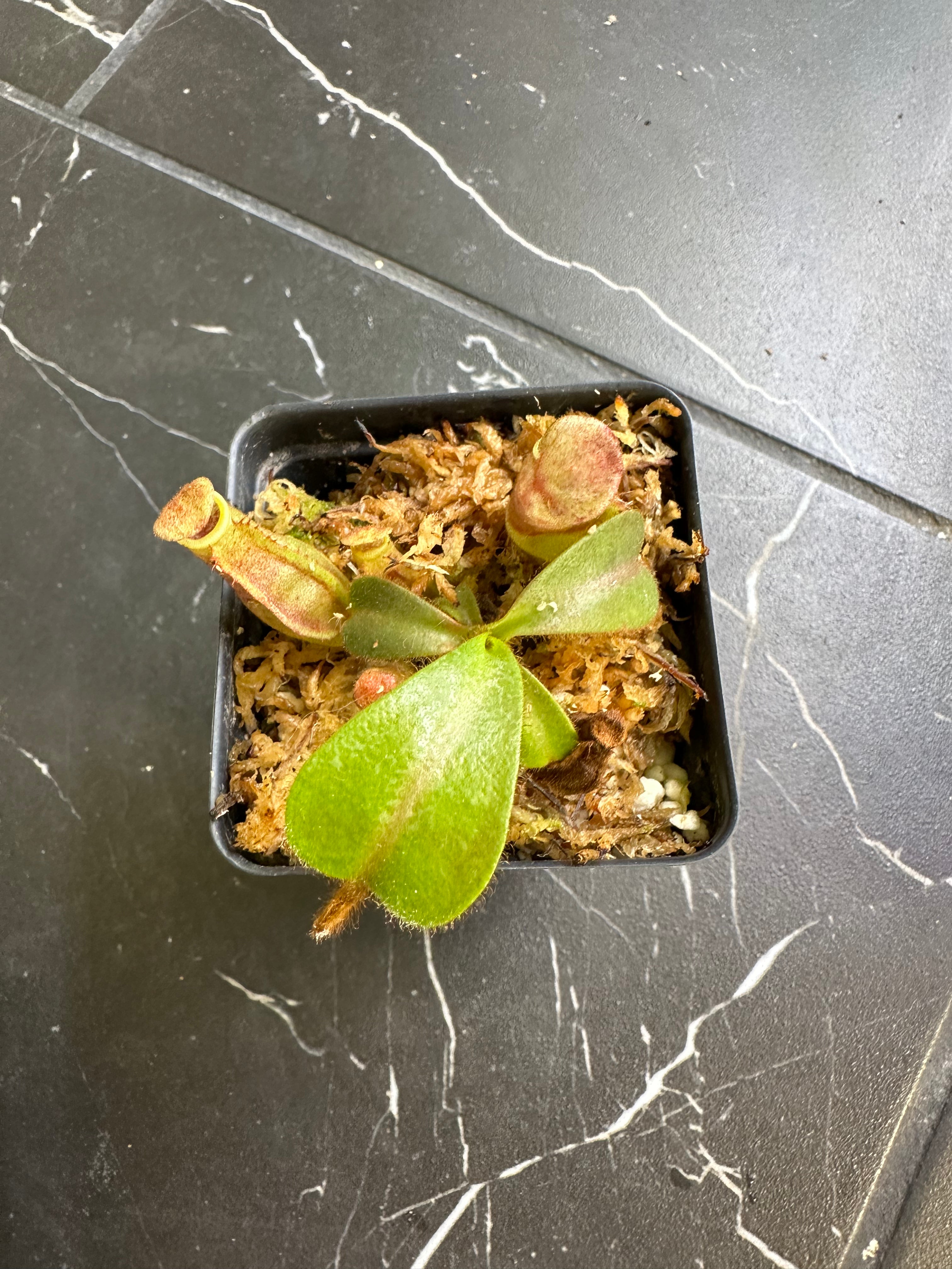 Nepenthes veitchii (CAR-0001 x BE-4033) SG