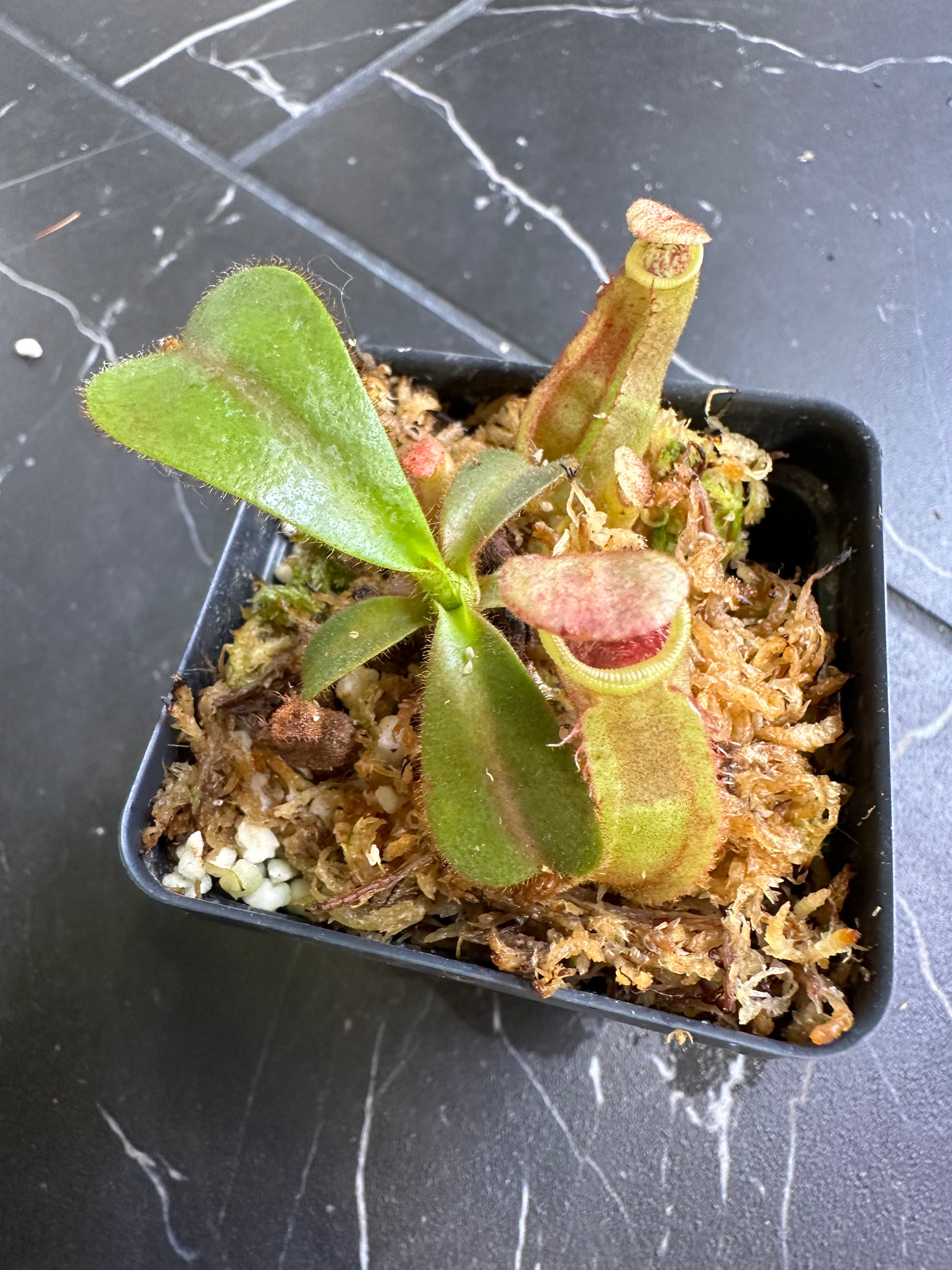 Nepenthes veitchii (CAR-0001 x BE-4033) SG