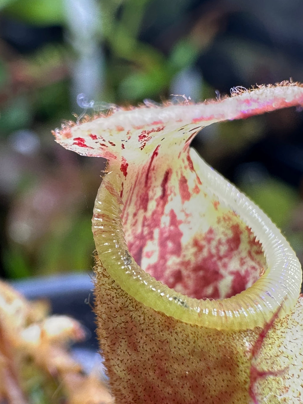 Nepenthes veitchii (CAR-0001 x BE-4033) SG