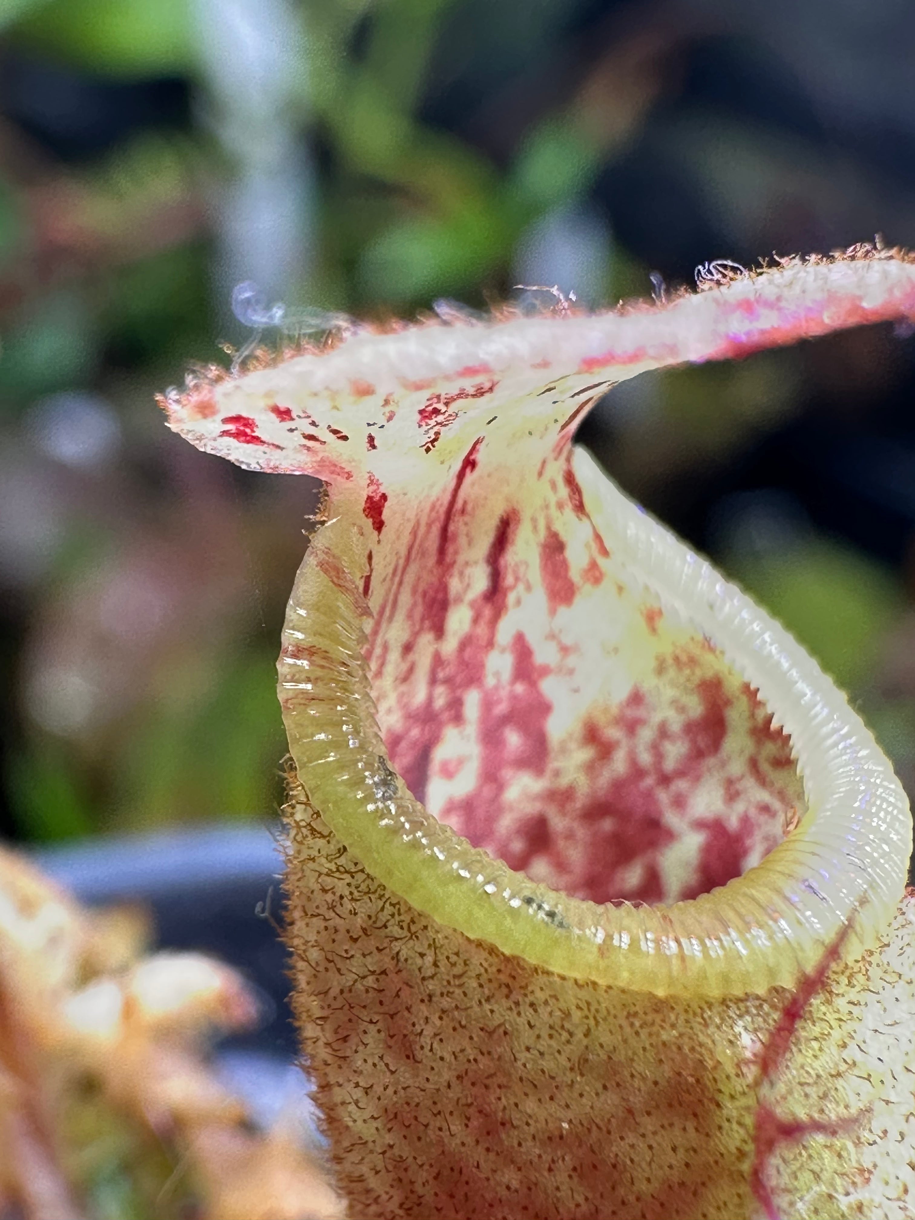 Nepenthes veitchii (CAR-0001 x BE-4033) SG