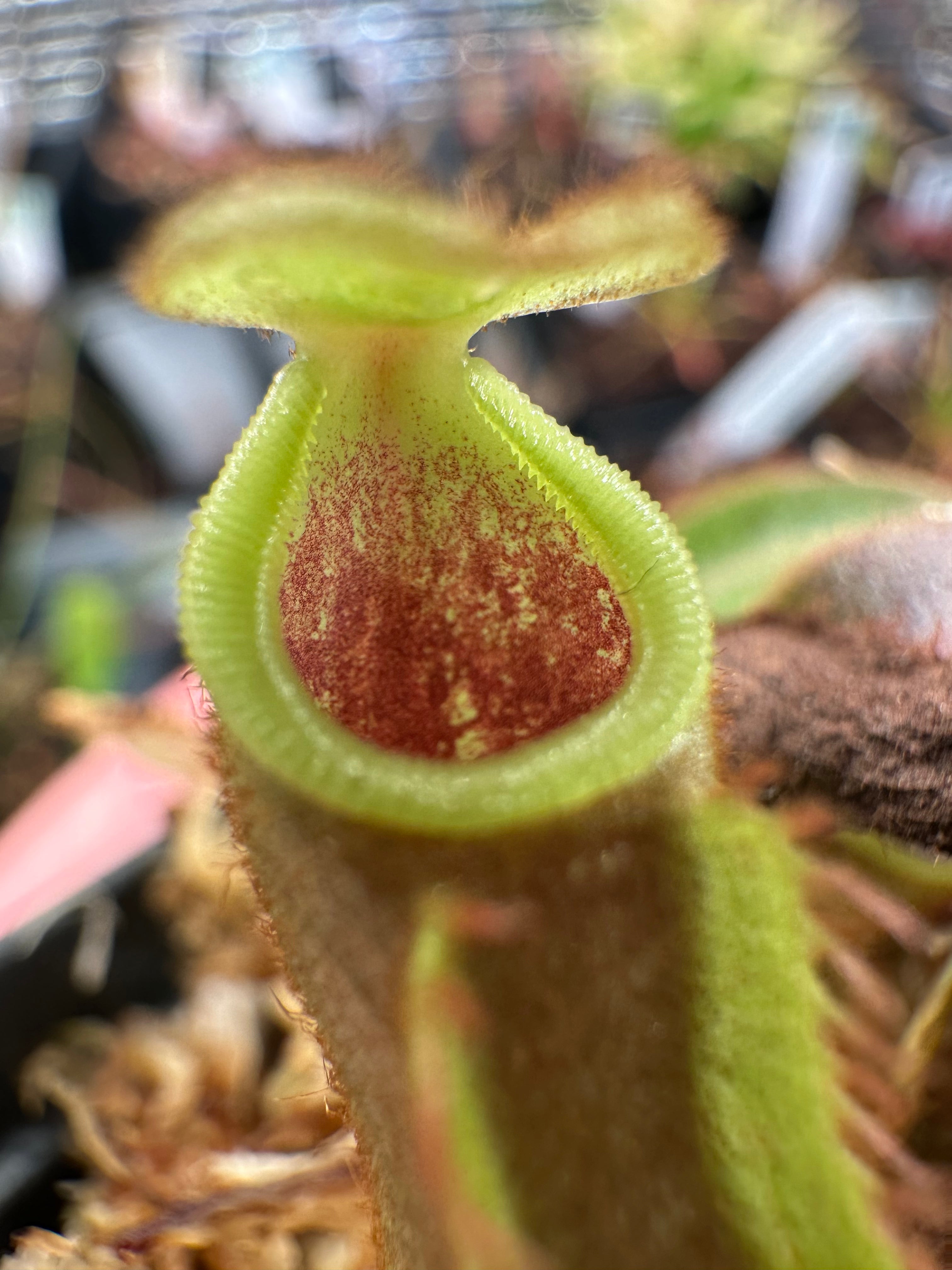 Nepenthes veitchii (CAR-0001 x BE-4033) SG