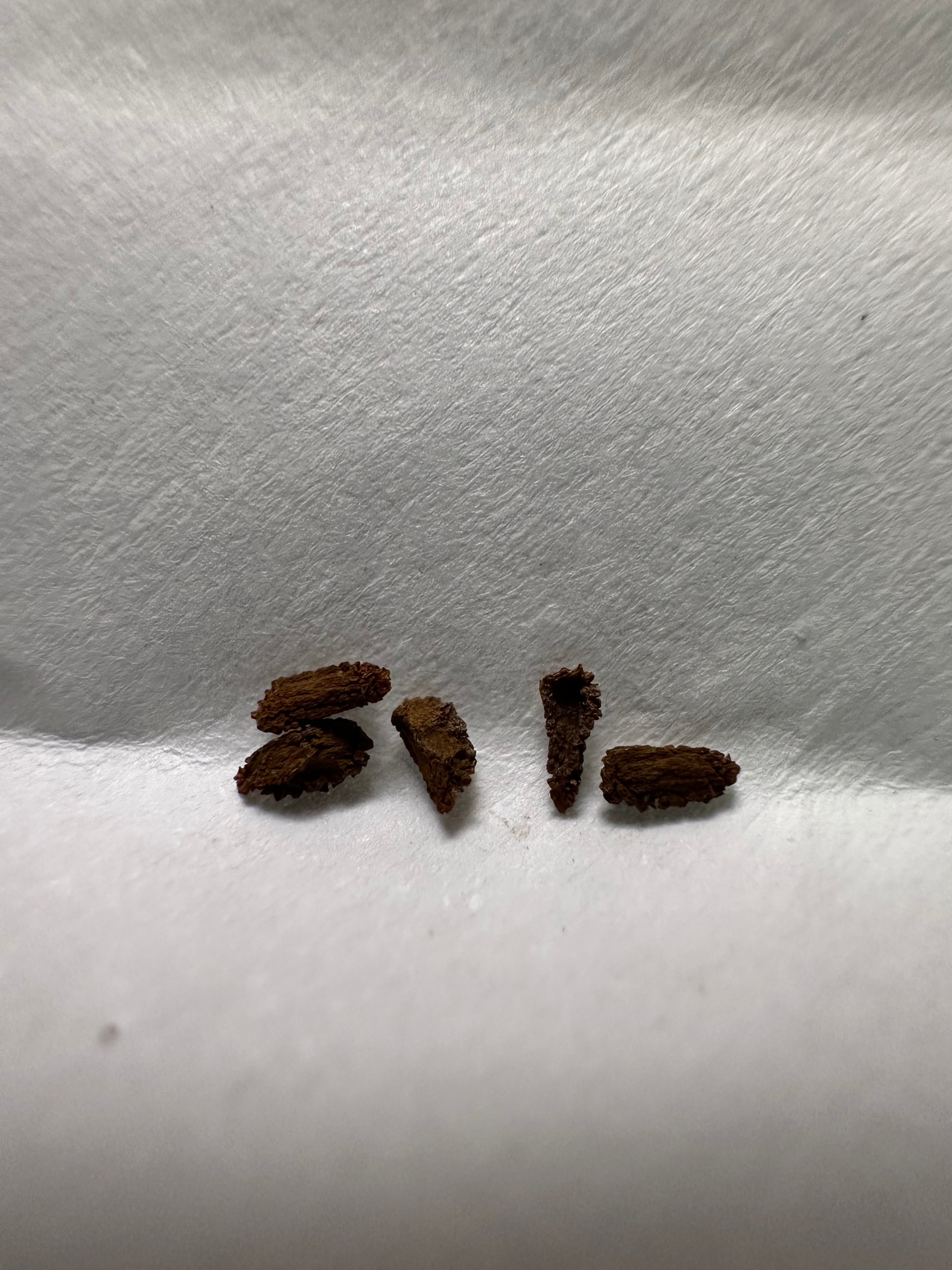 Roridula gorgonias seeds