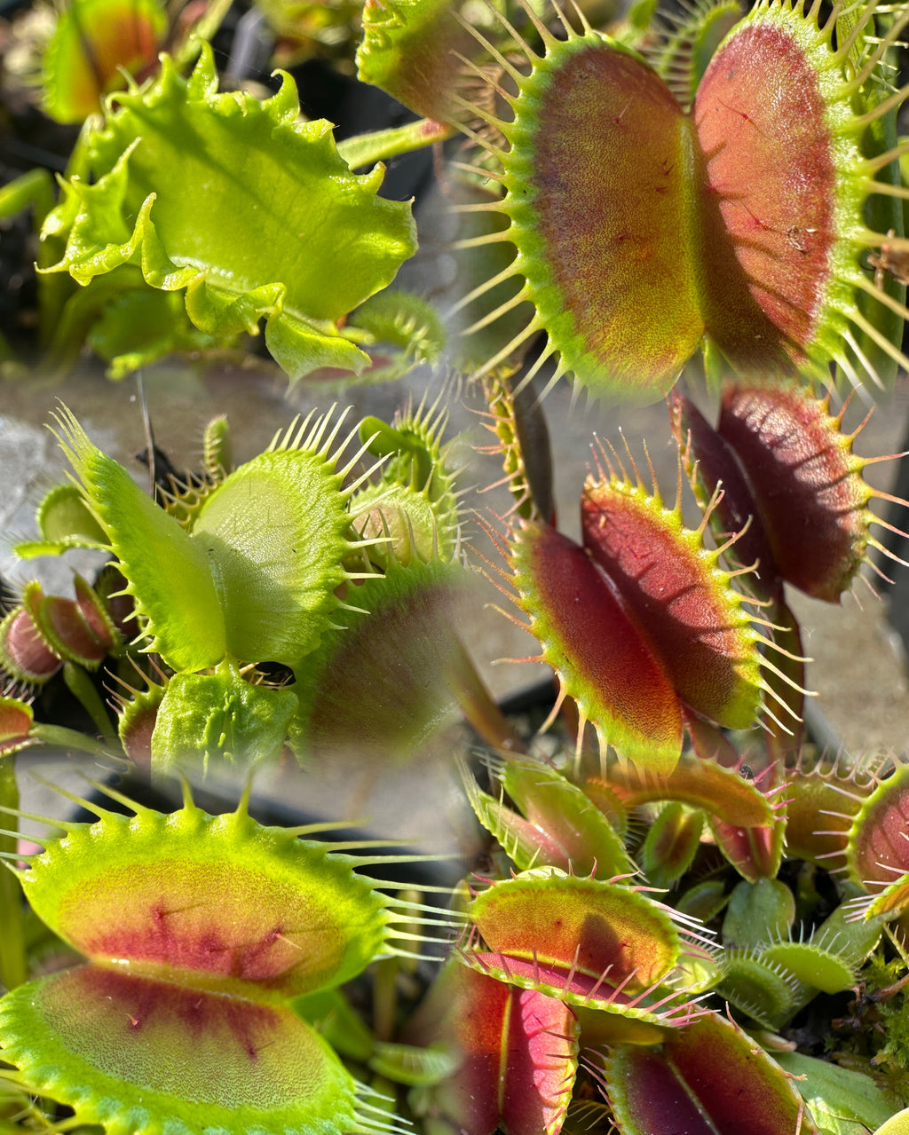 Dionaea muscipula / Venus Fly Trap seeds 25+