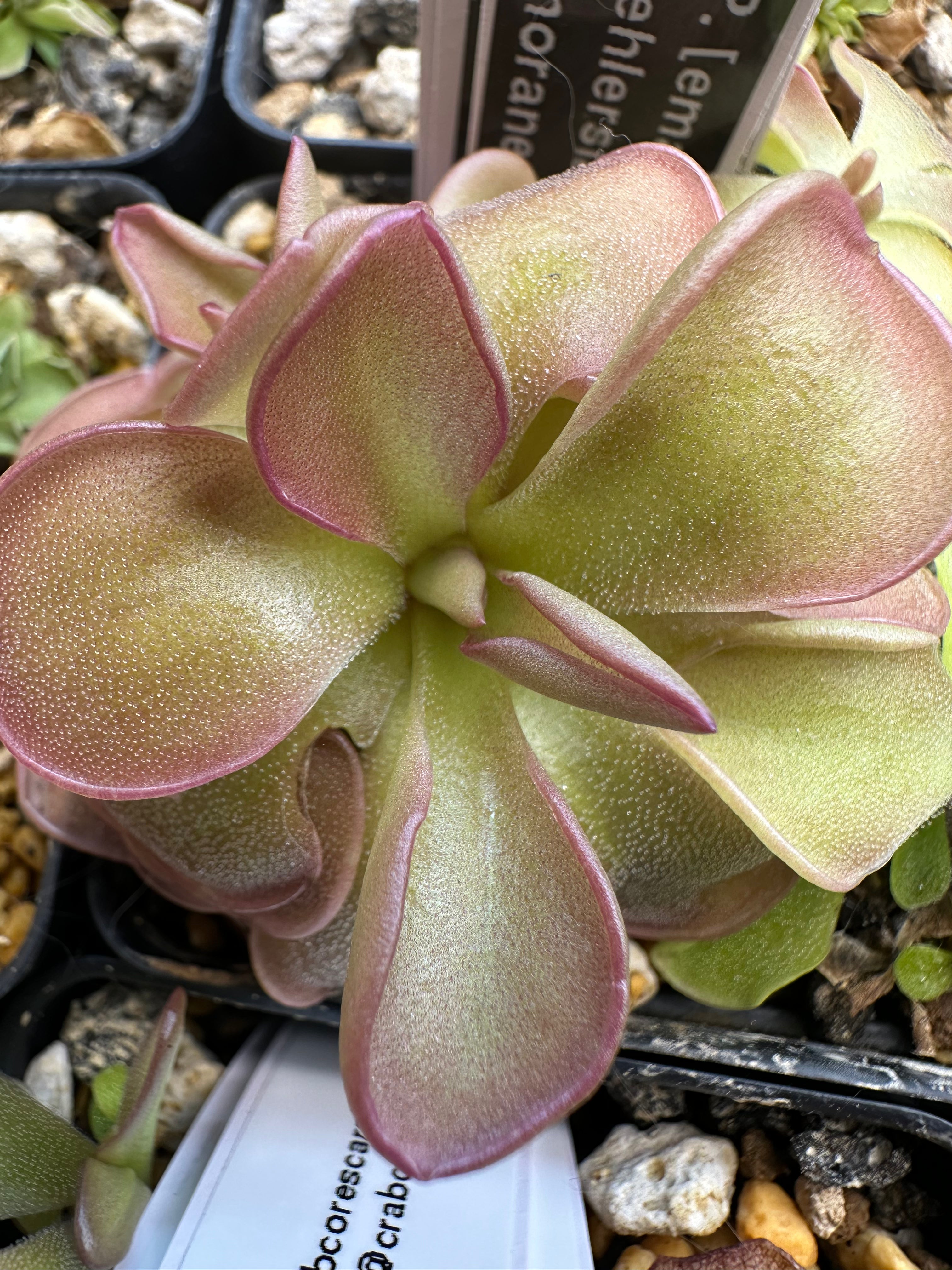 P. [emarginata x (ehlersaie x moranesis)]