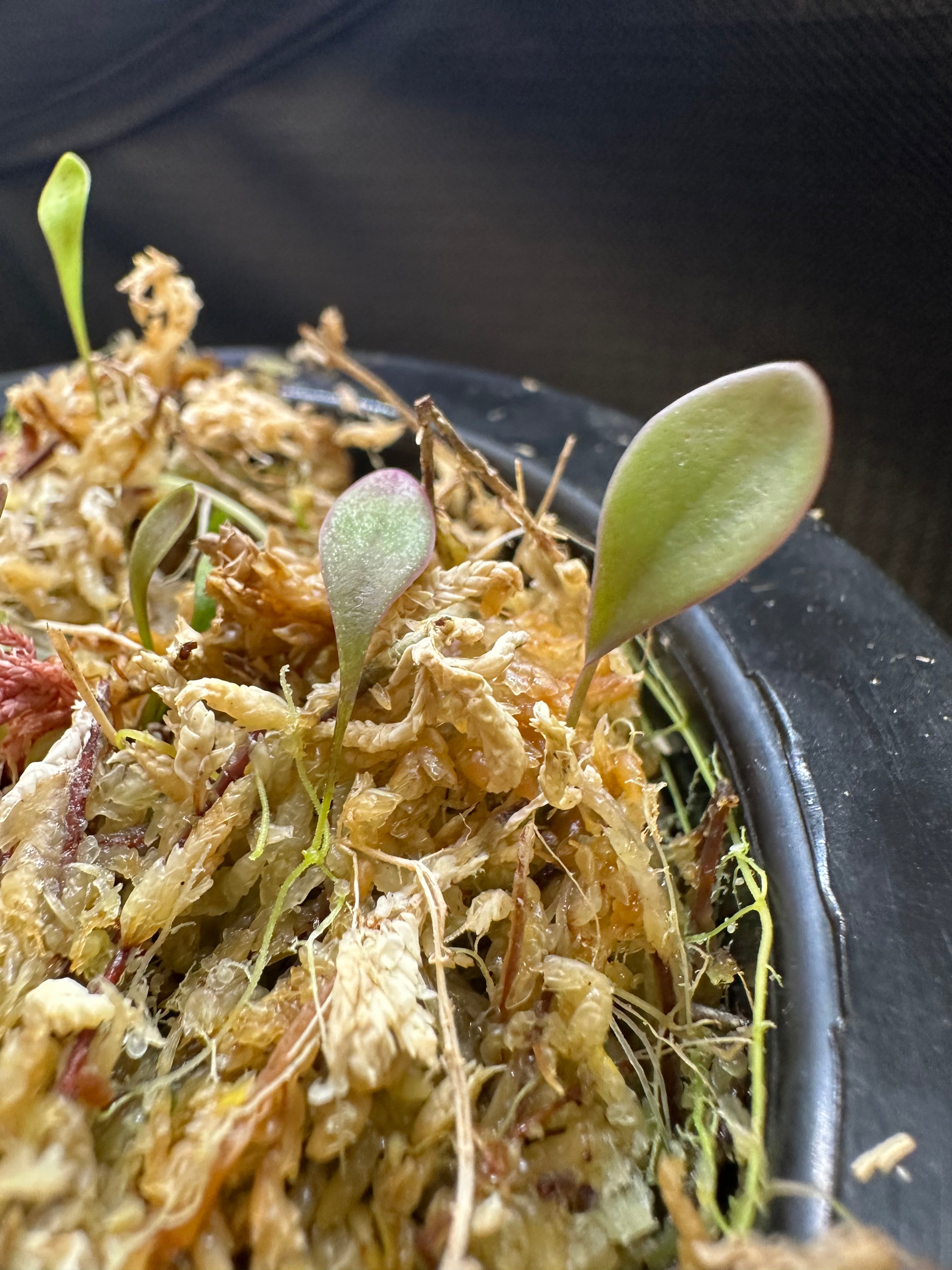 Utricularia quelchii "Geoff Wong" clone