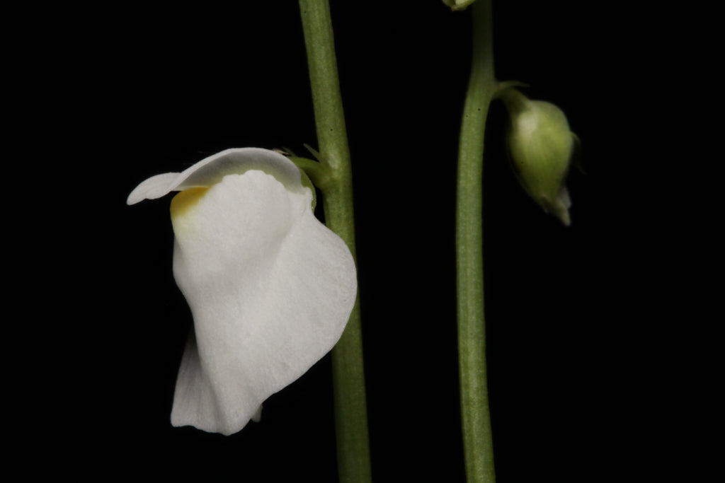Utricularia calycifida 'Lavinia Whateley'