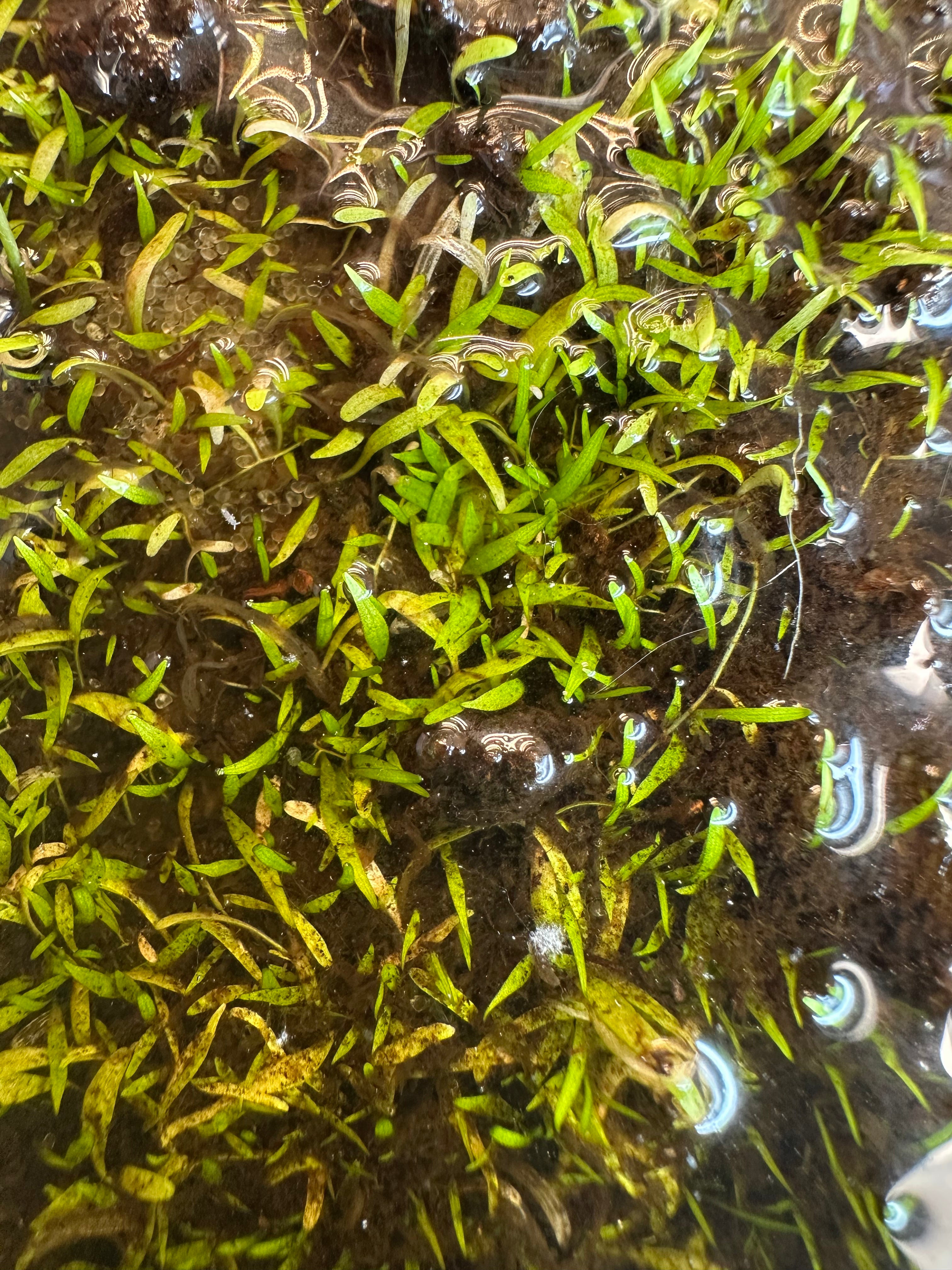 Utricularia graminifolia