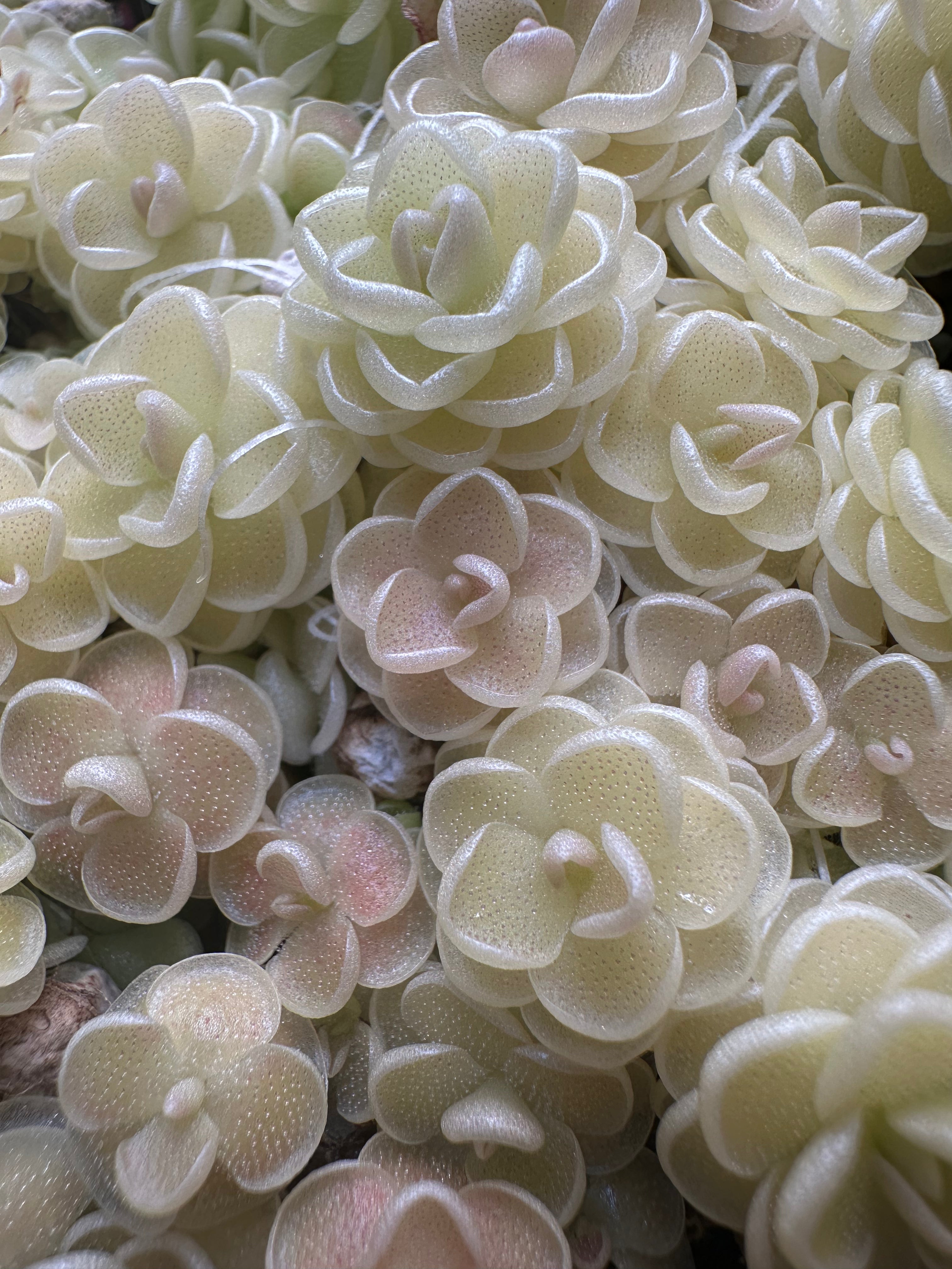Pinguicula esseriana