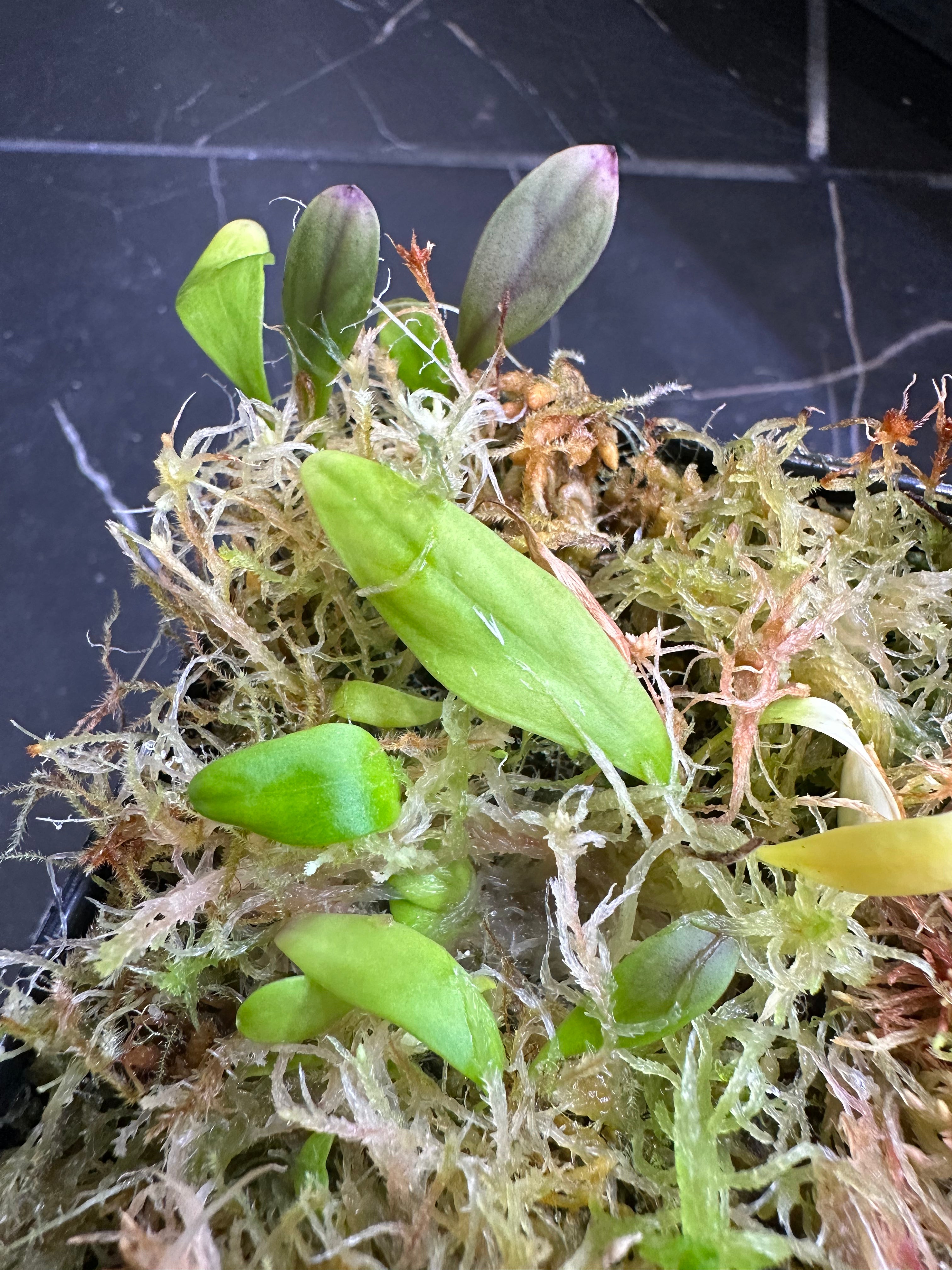 Utricularia praetermissa (Cordillera de Talamanca, PAN, 1100m)
