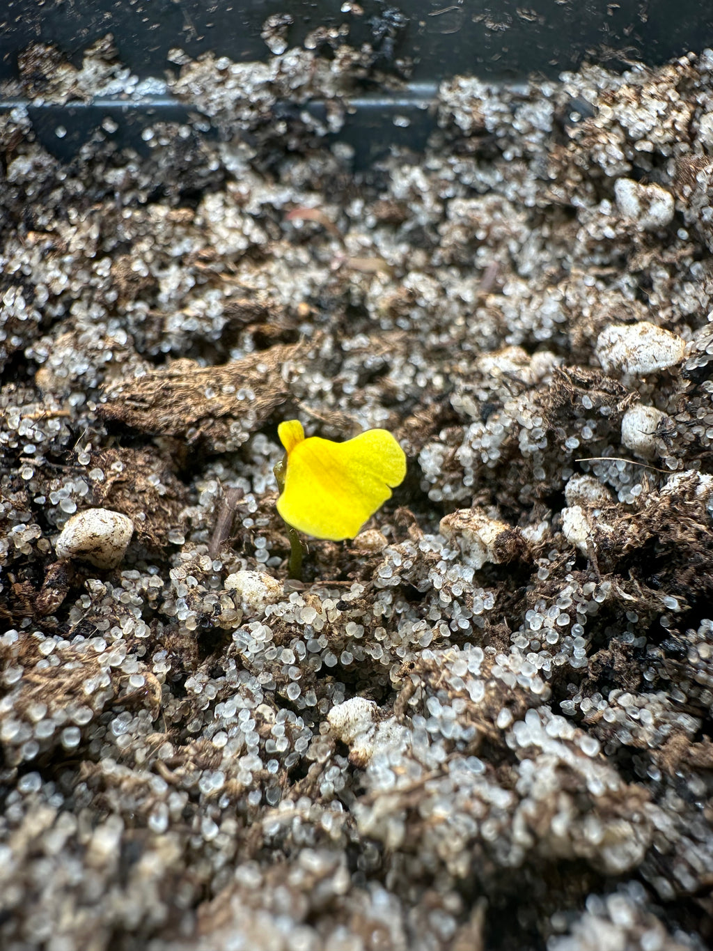 Utricularia nana red leafs (Gran Sabana, VEN)