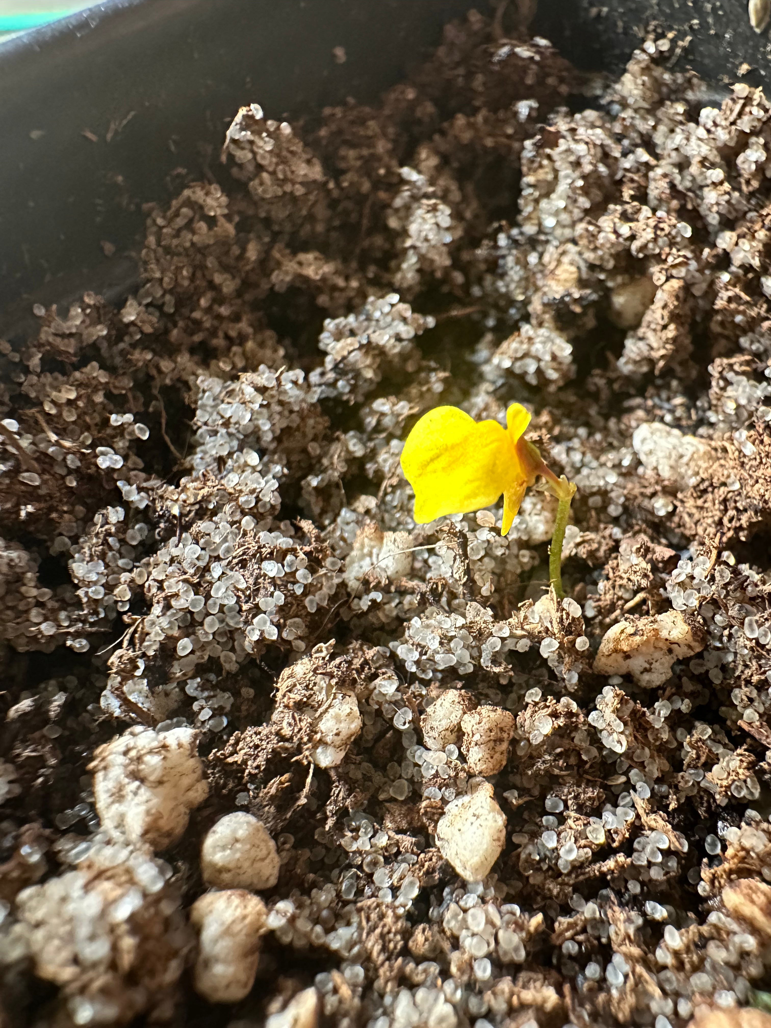 Utricularia nana red leafs (Gran Sabana, VEN)