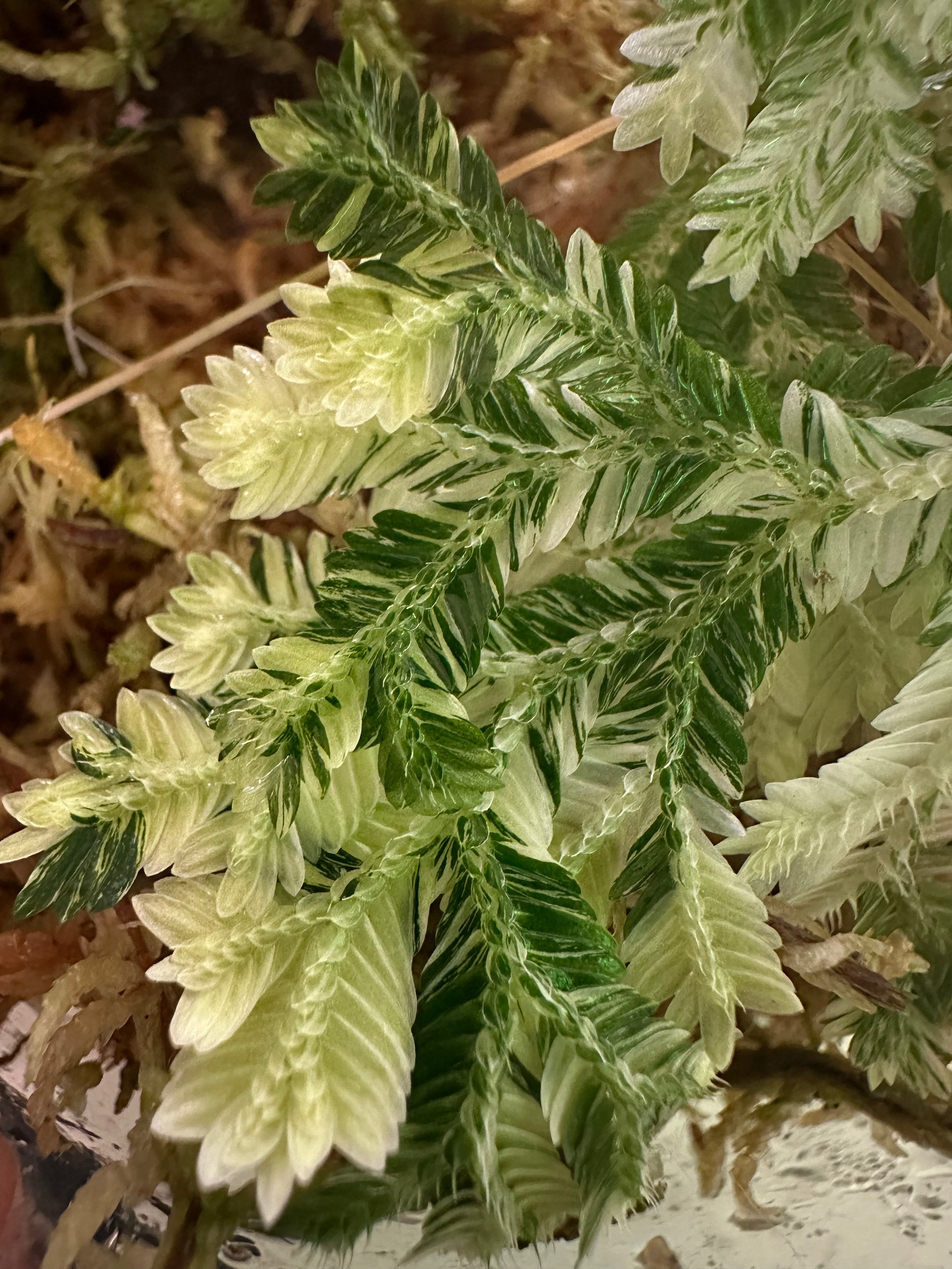 Selaginella martensii variegated