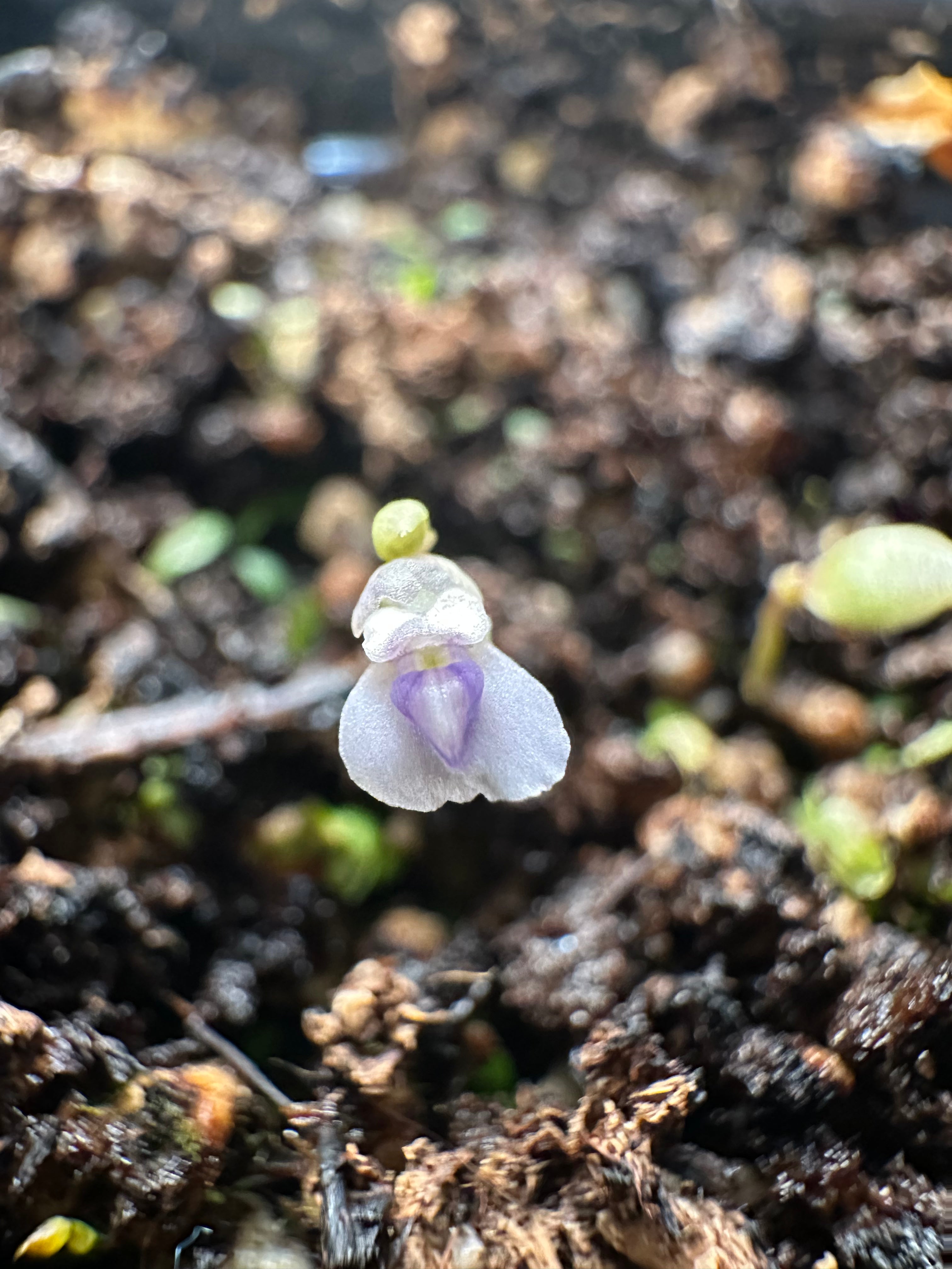 Utricularia uliginosa (Mitchell Plateau, WA, AUS)