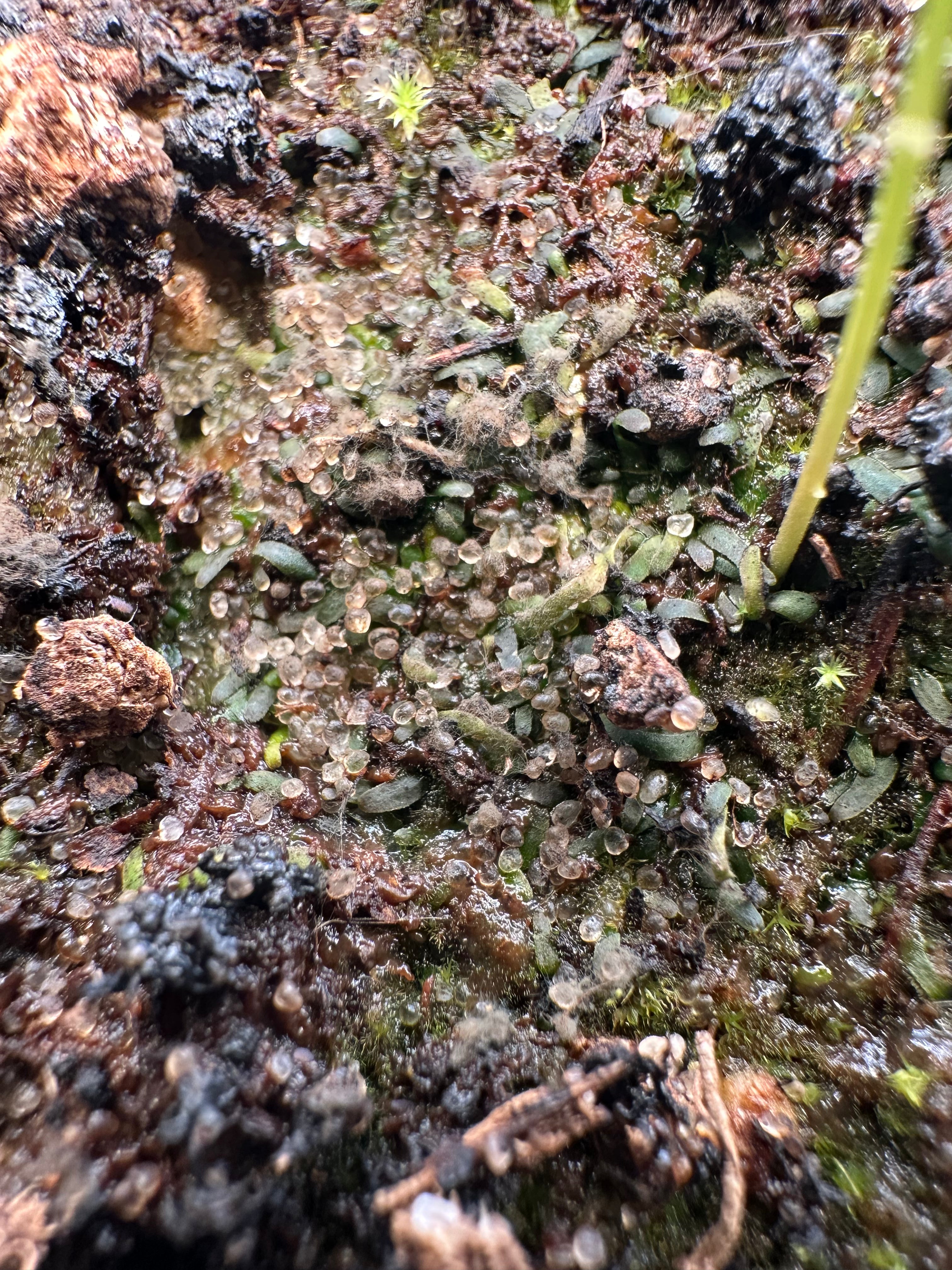 Utricularia laxa