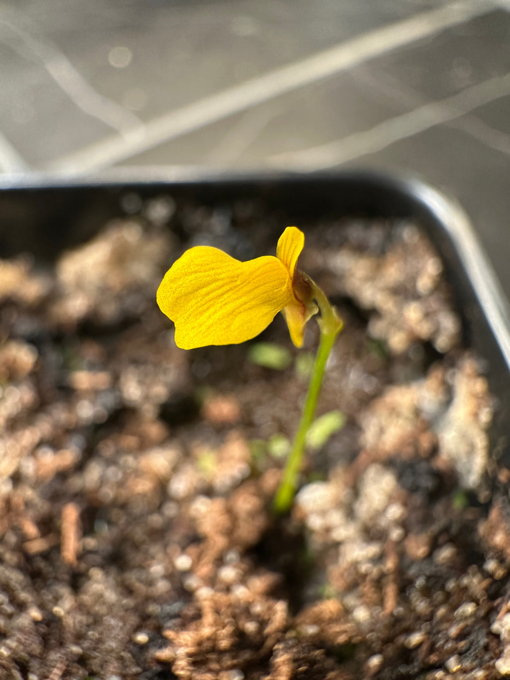 Utricularia nana "green leaves"