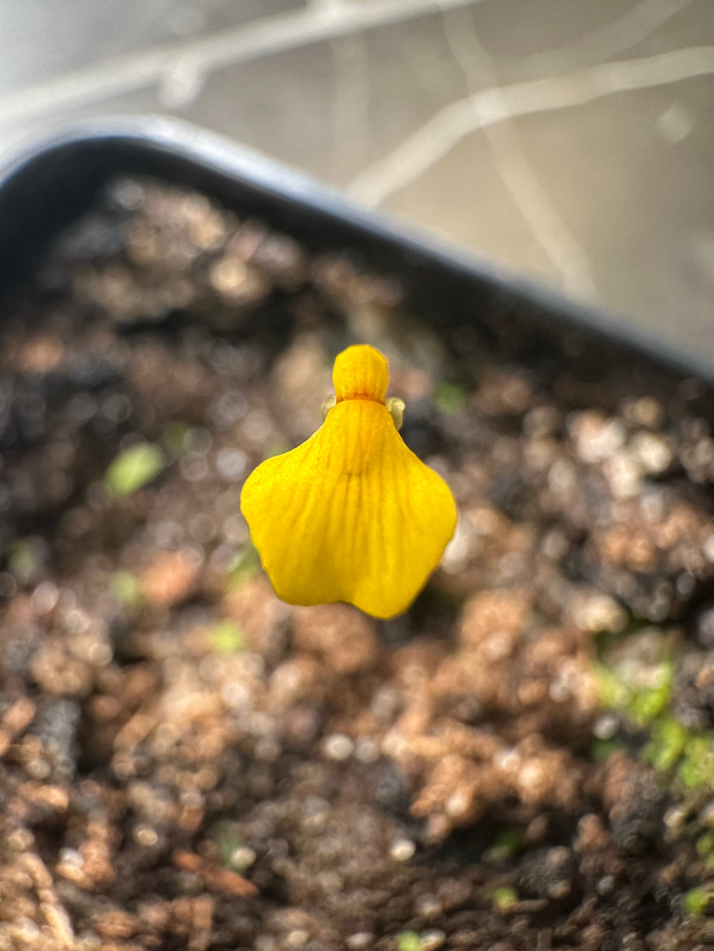 Utricularia nana "green leaves"