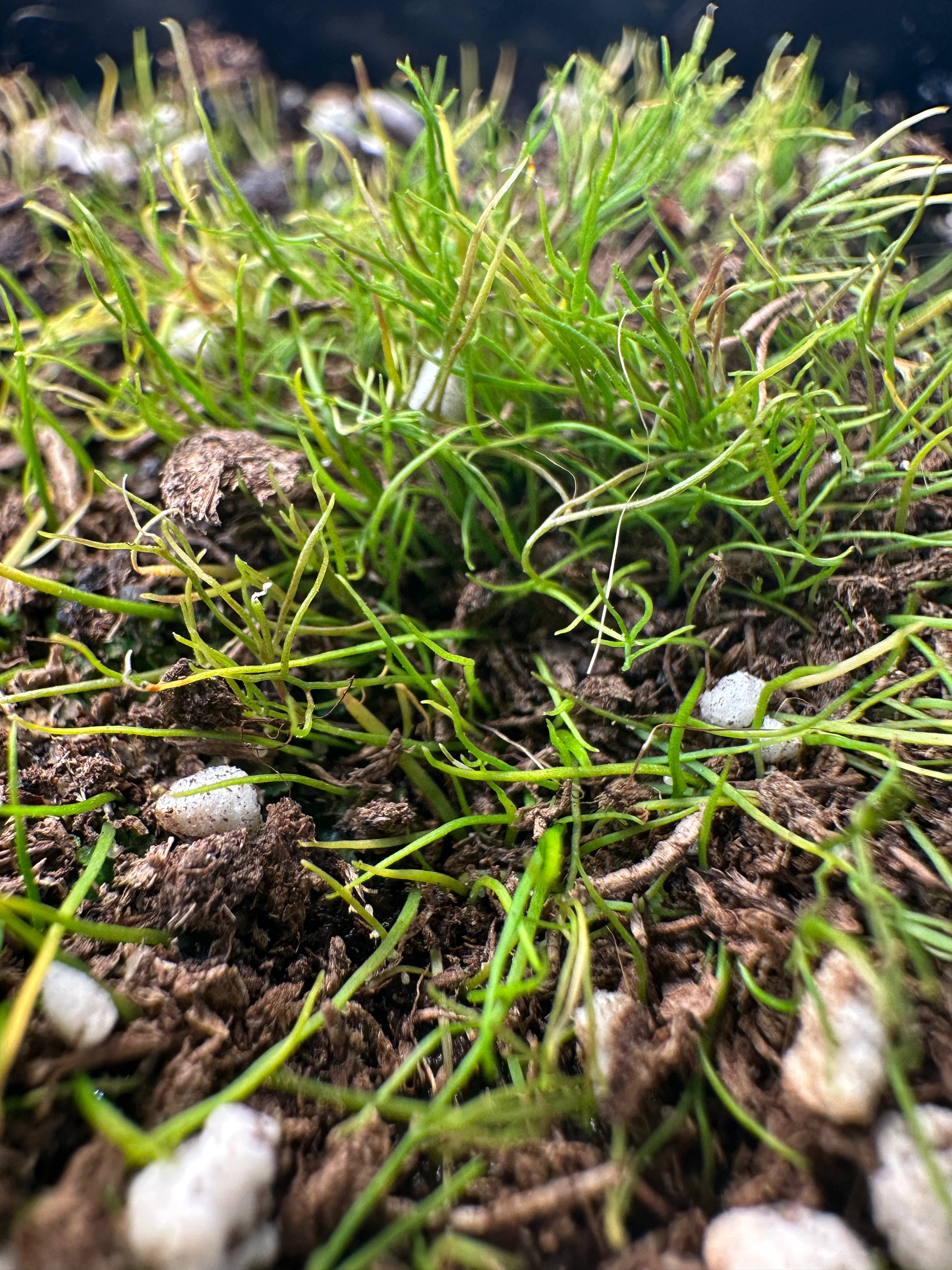 Utricularia fulva (Rockhole?, WA, AUS)