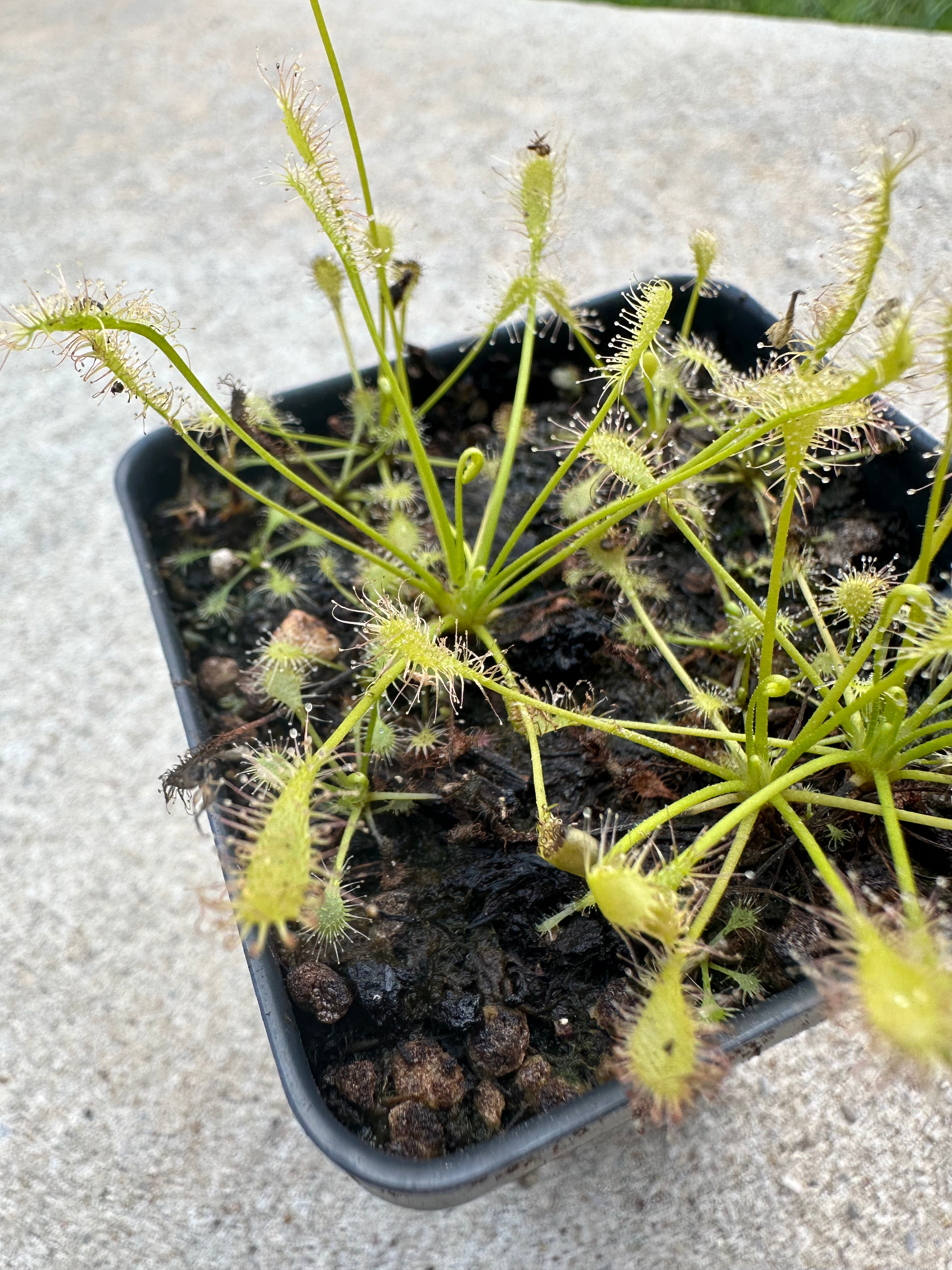 Drosera intermedia "anthocyanin-free"