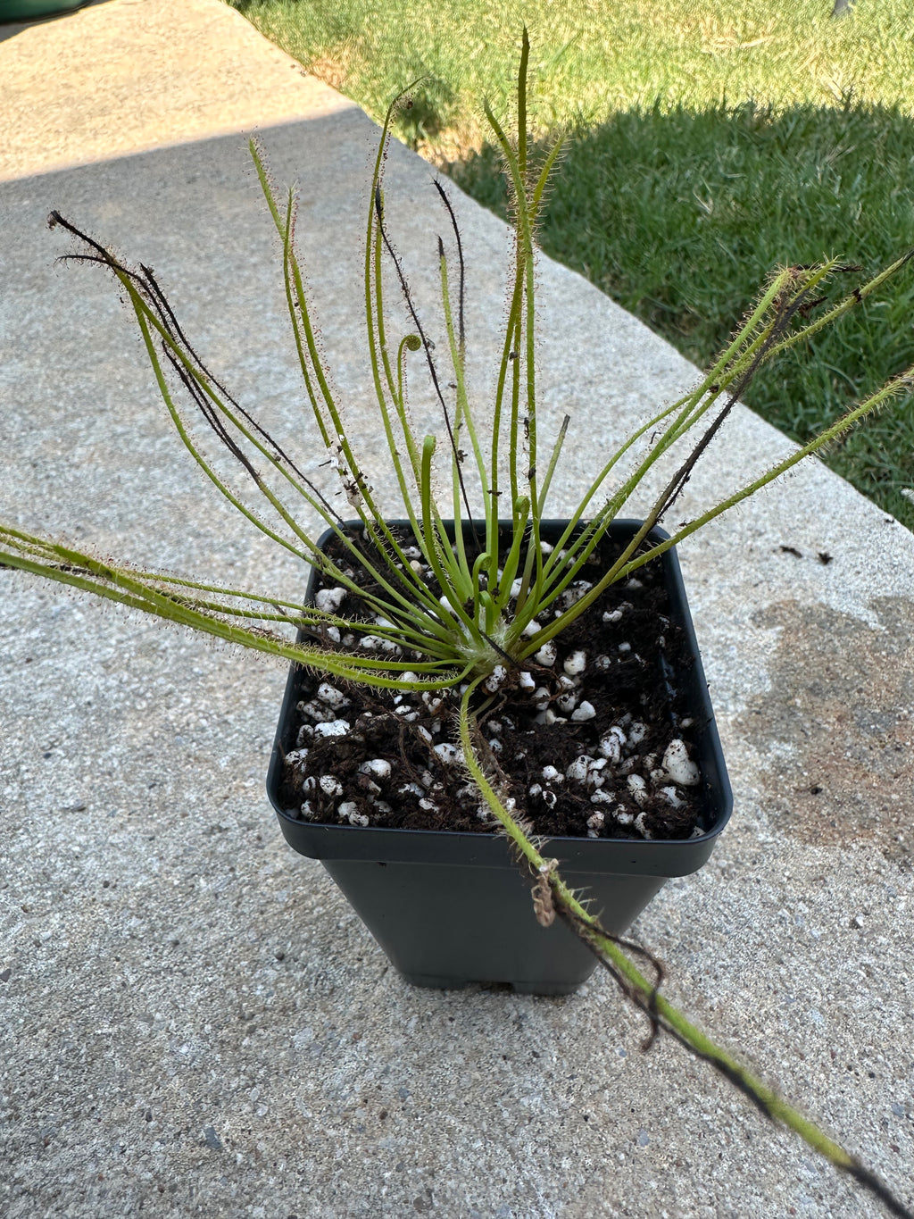 Drosera × hybrida