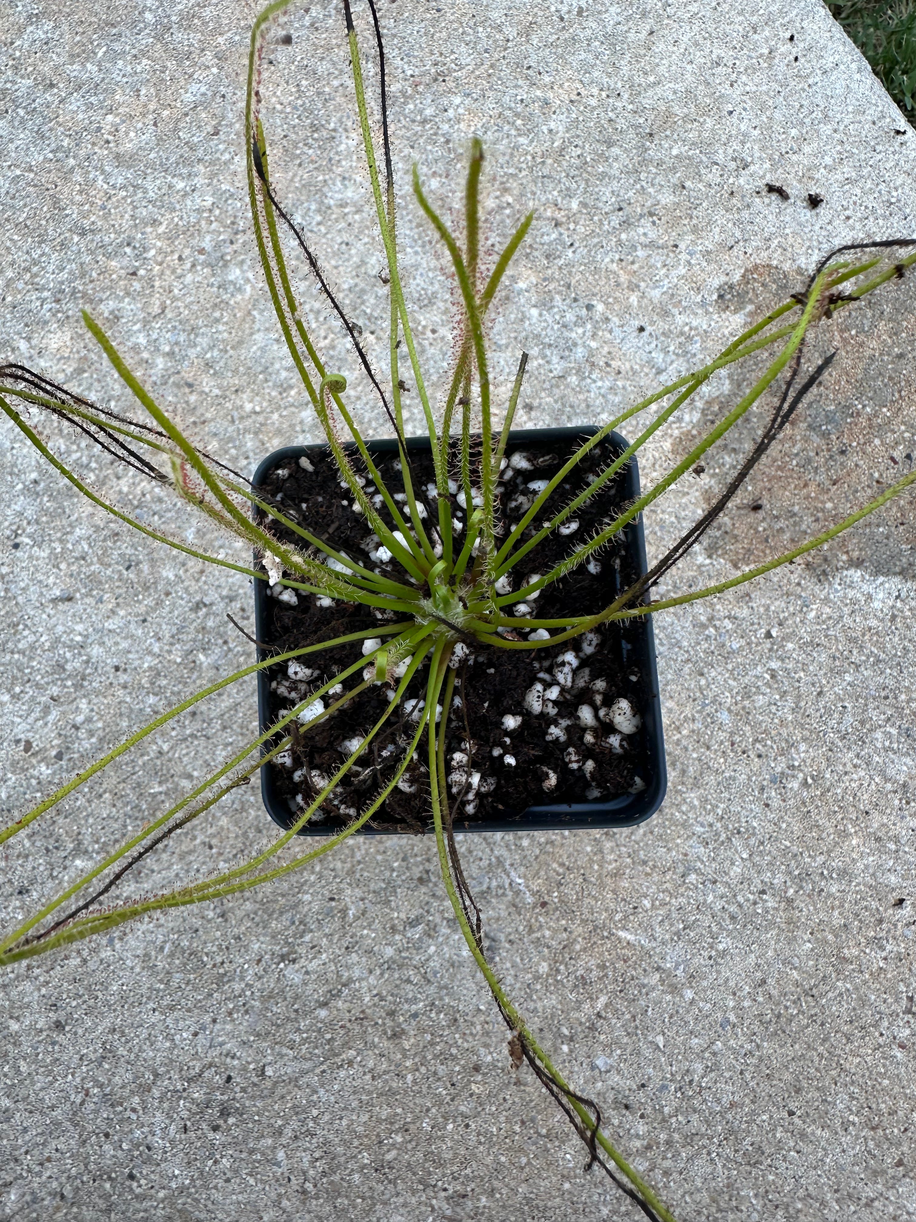 Drosera × hybrida