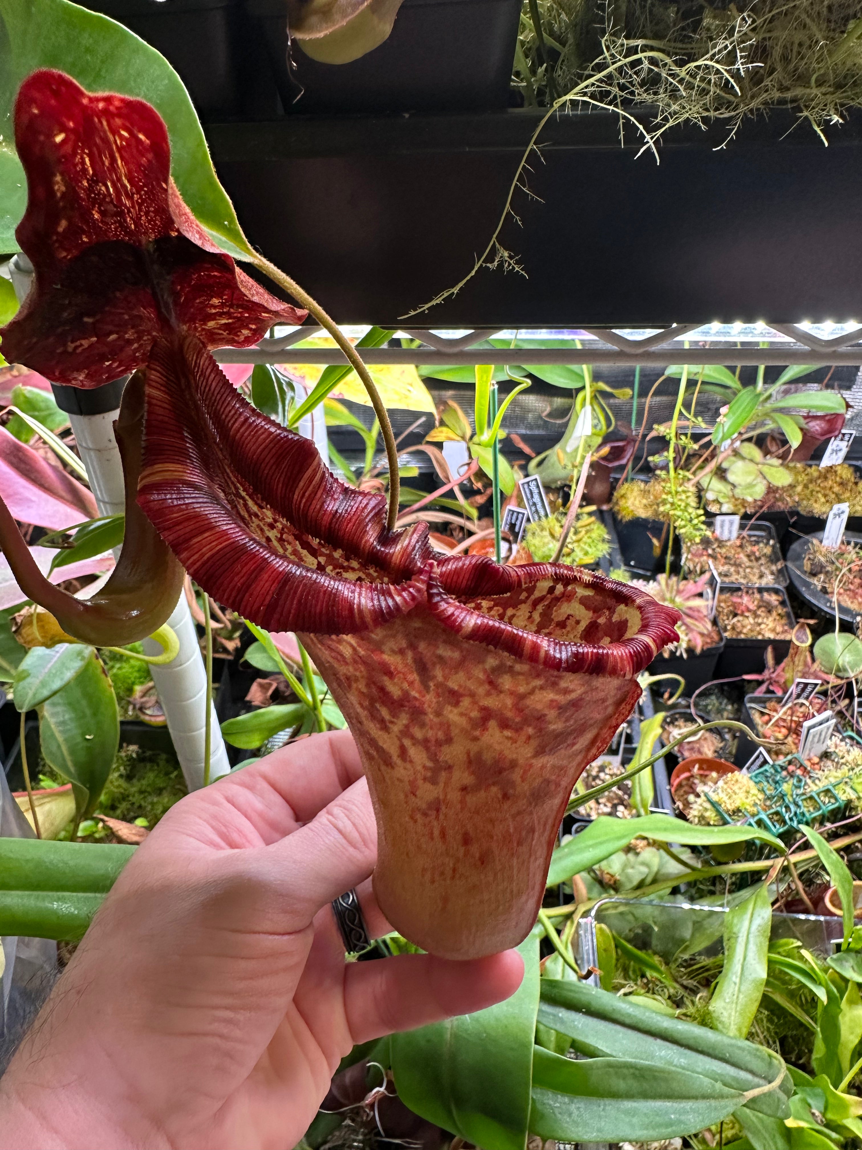 Nepenthes 'Rokko' Kusakabe x (lowii x "Gothica" Warped Peristome) seeds