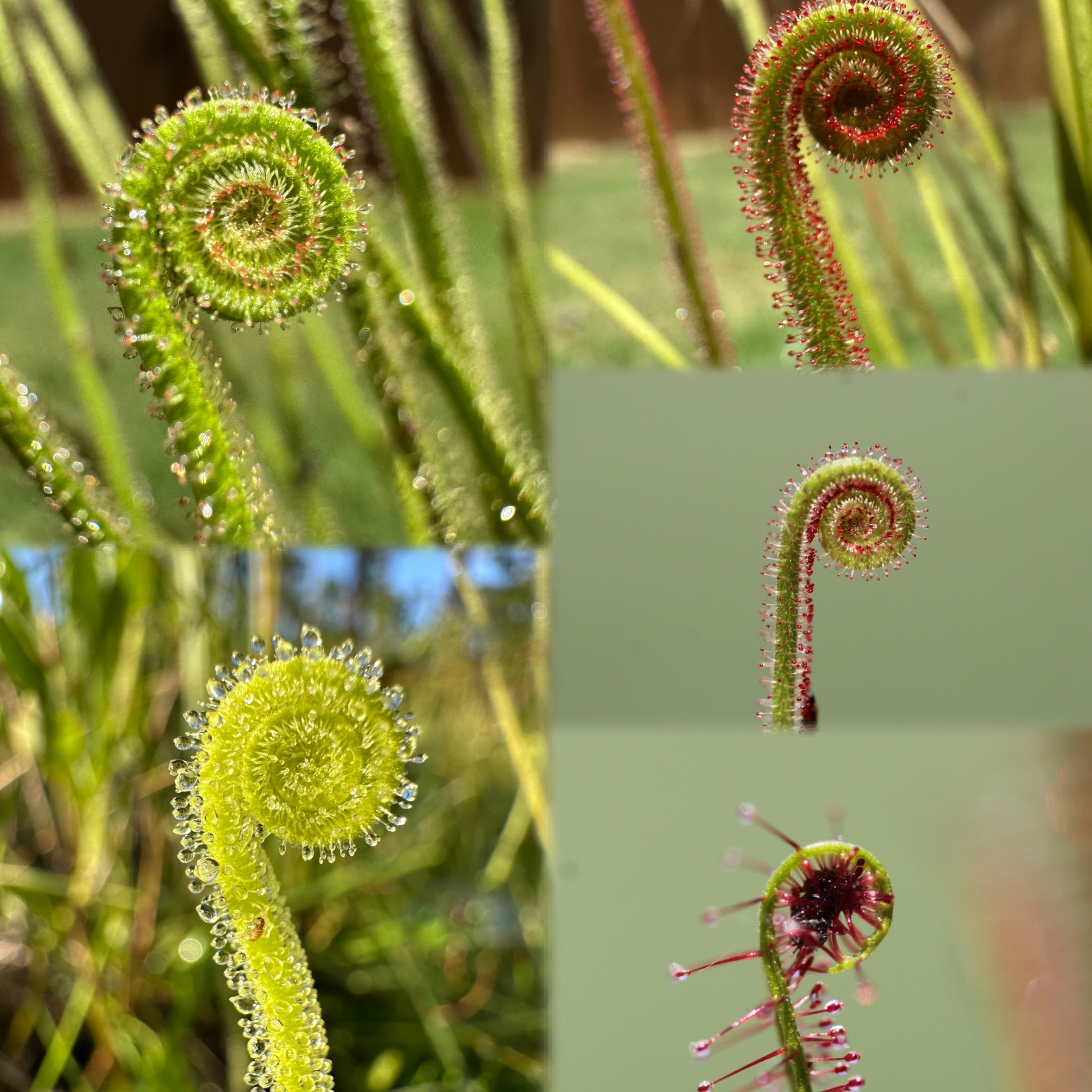 Drosera filiformis/tracyi/floridana open pollinated seeds