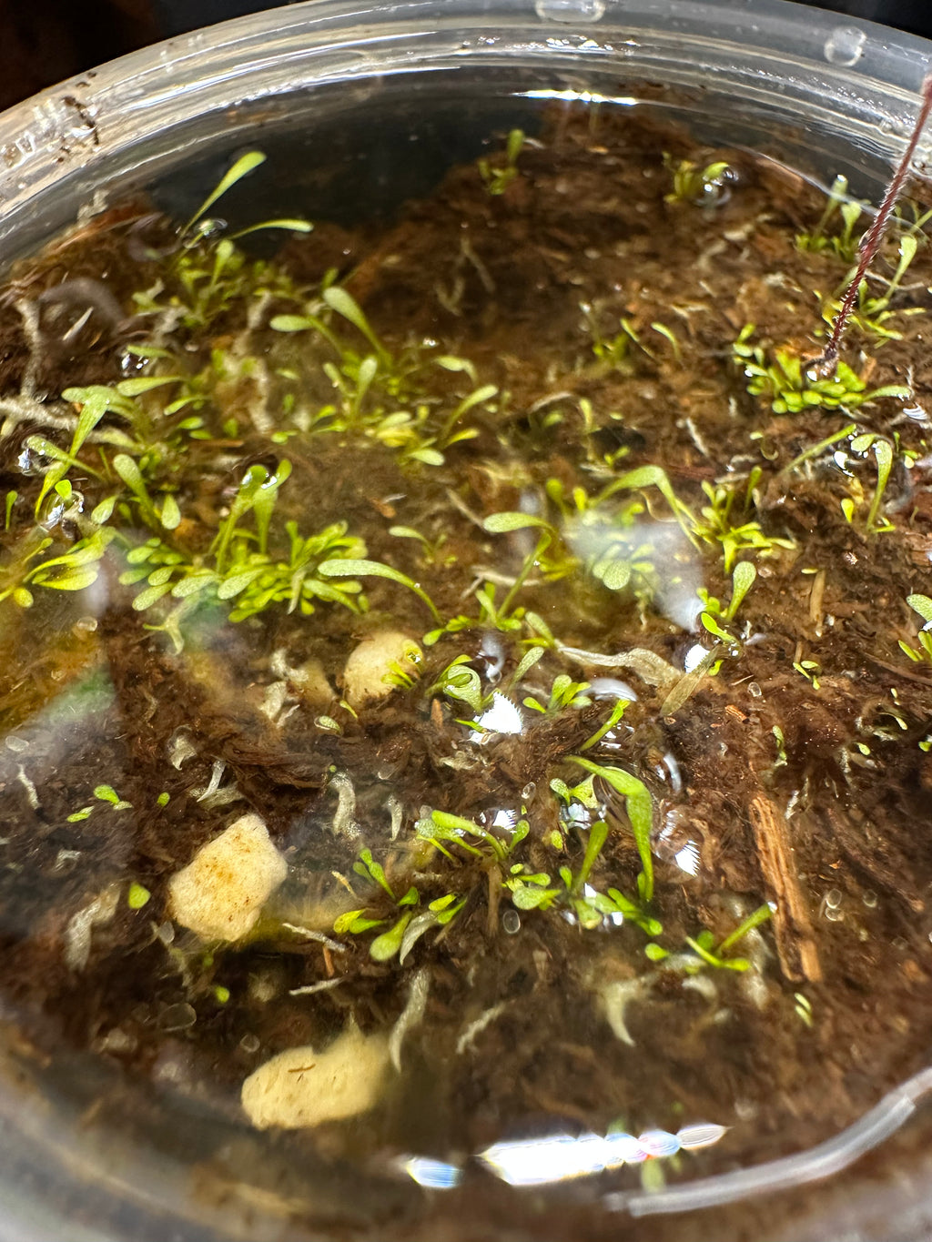 Genlisea nigrocaulis (Serrano Huachamacre, VEN)