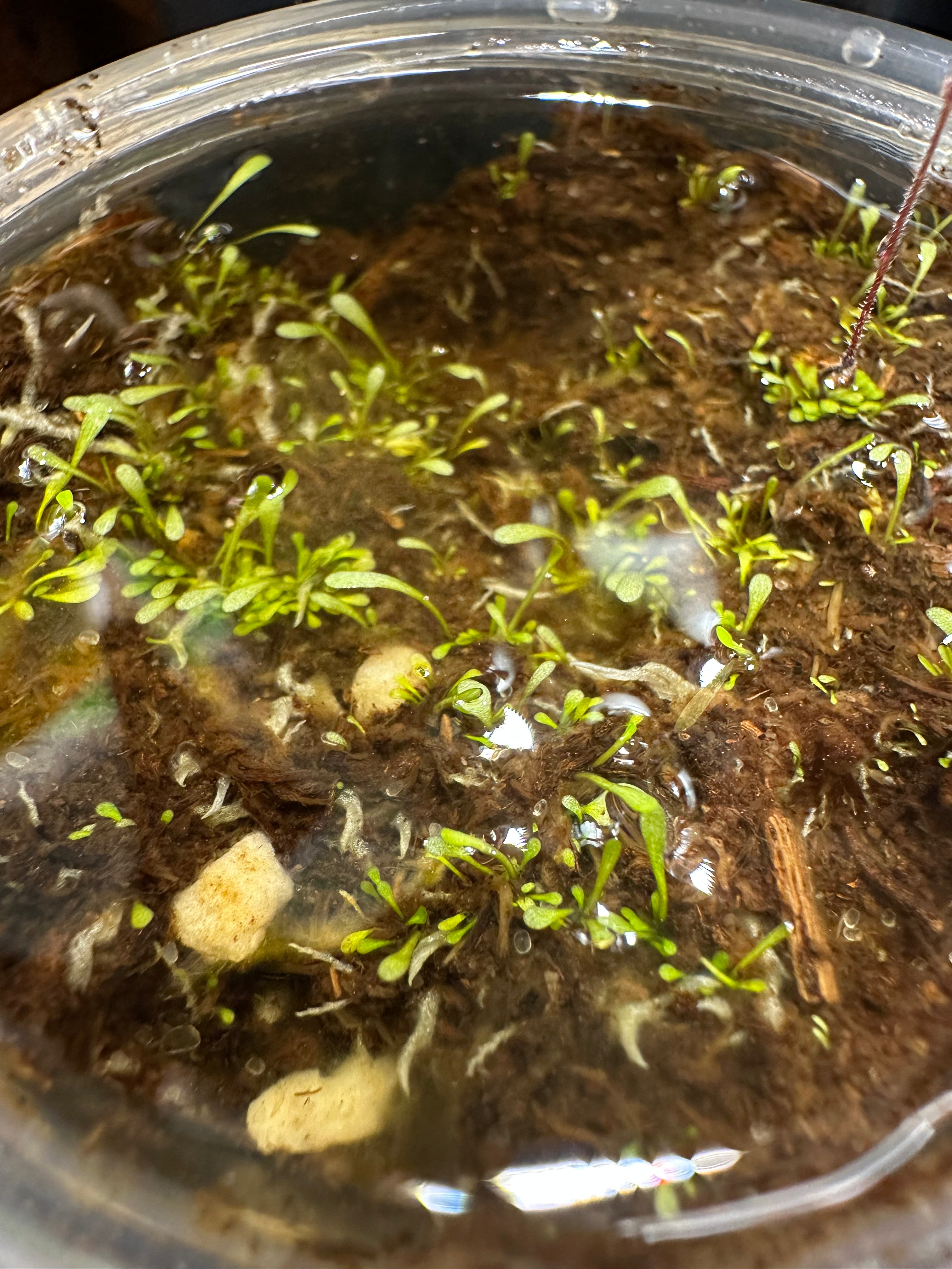 Genlisea nigrocaulis (Serrano Huachamacre, VEN)