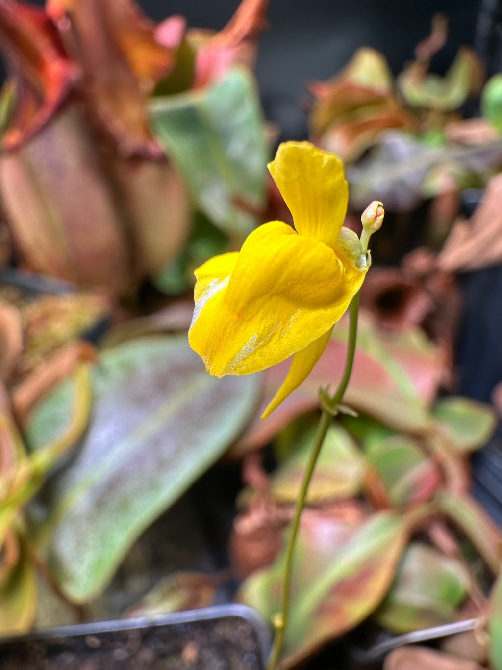 Utricularia laxa