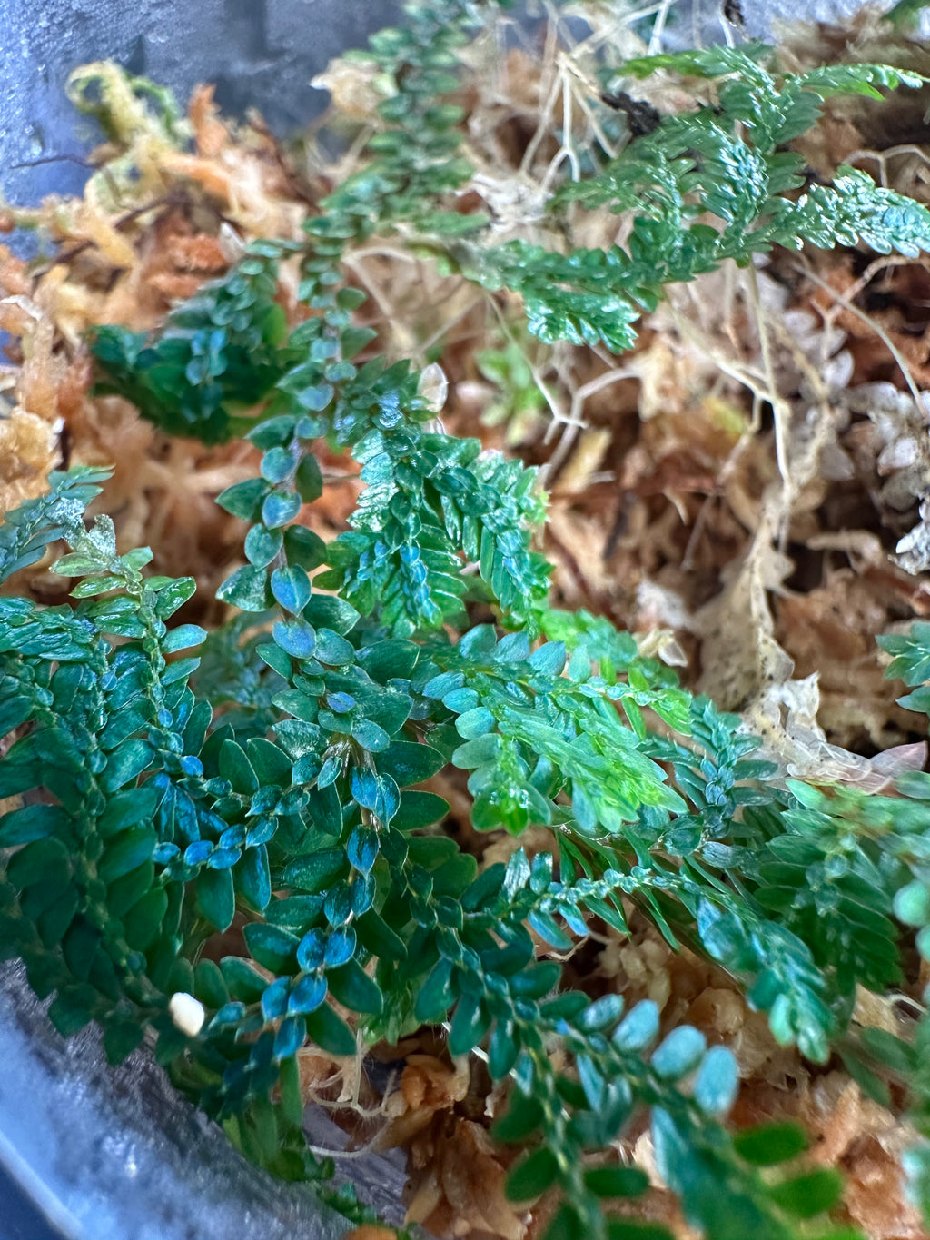 Selaginella sp. Manaus