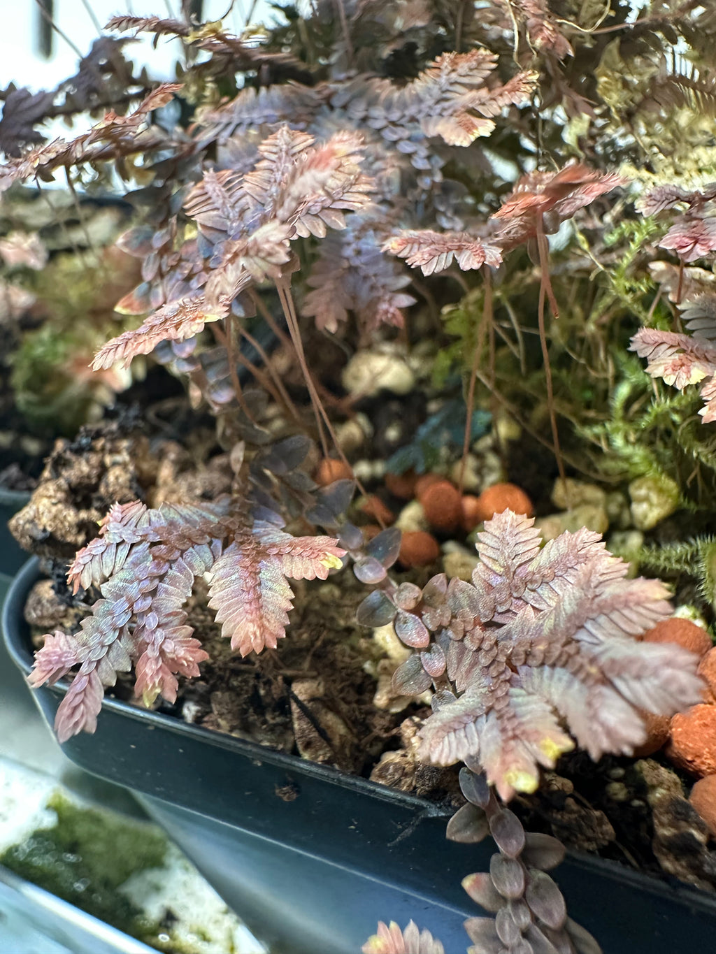 Selaginella sp. Manaus