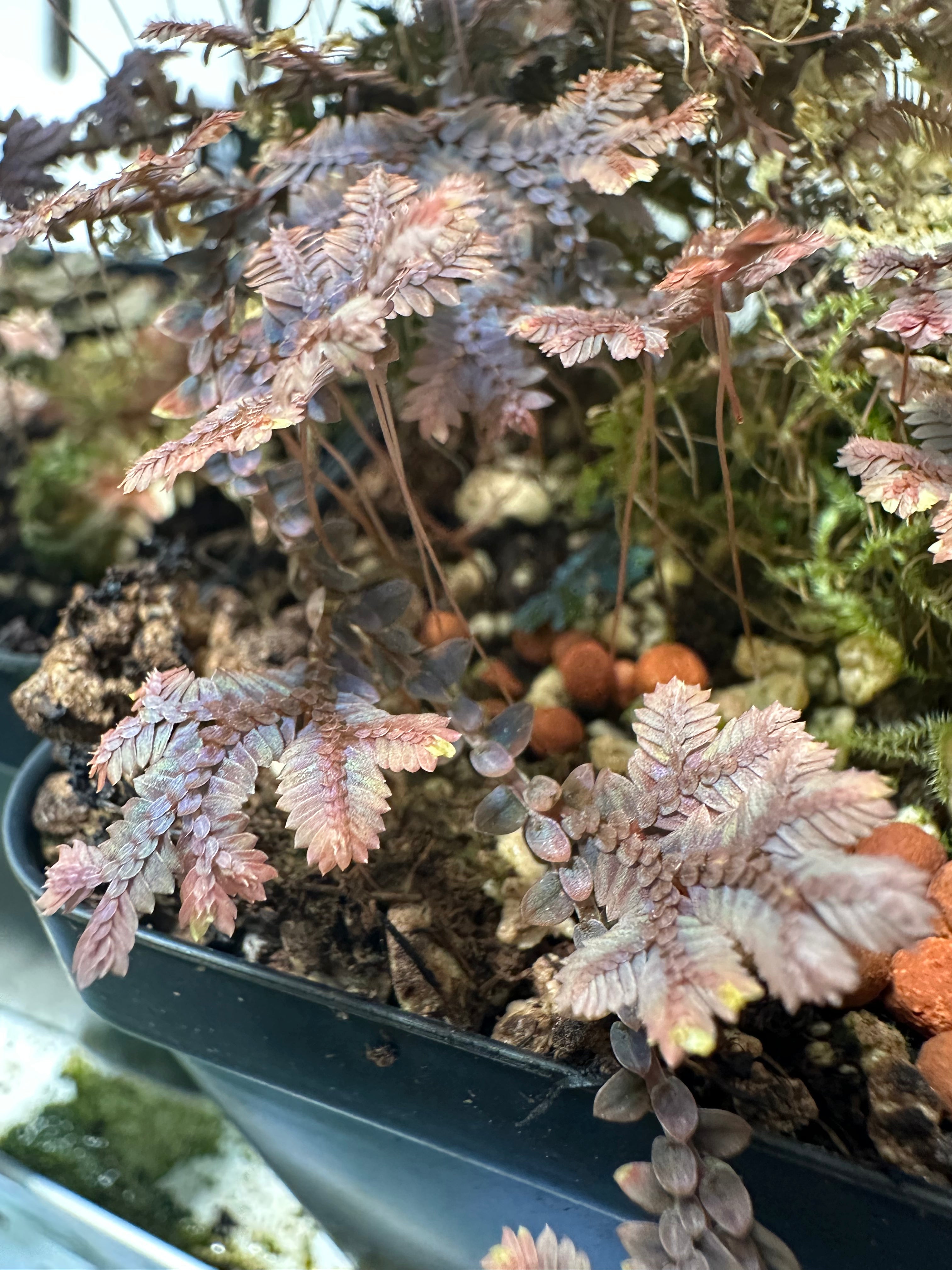 Selaginella sp. Manaus